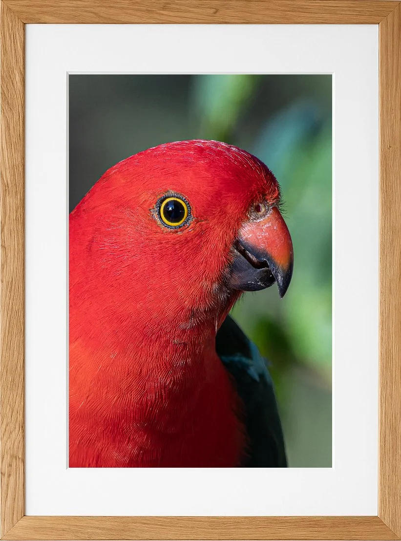 Close-up of a red and black parrot with a yellow-ringed eye, framed in a wooden picture frame.