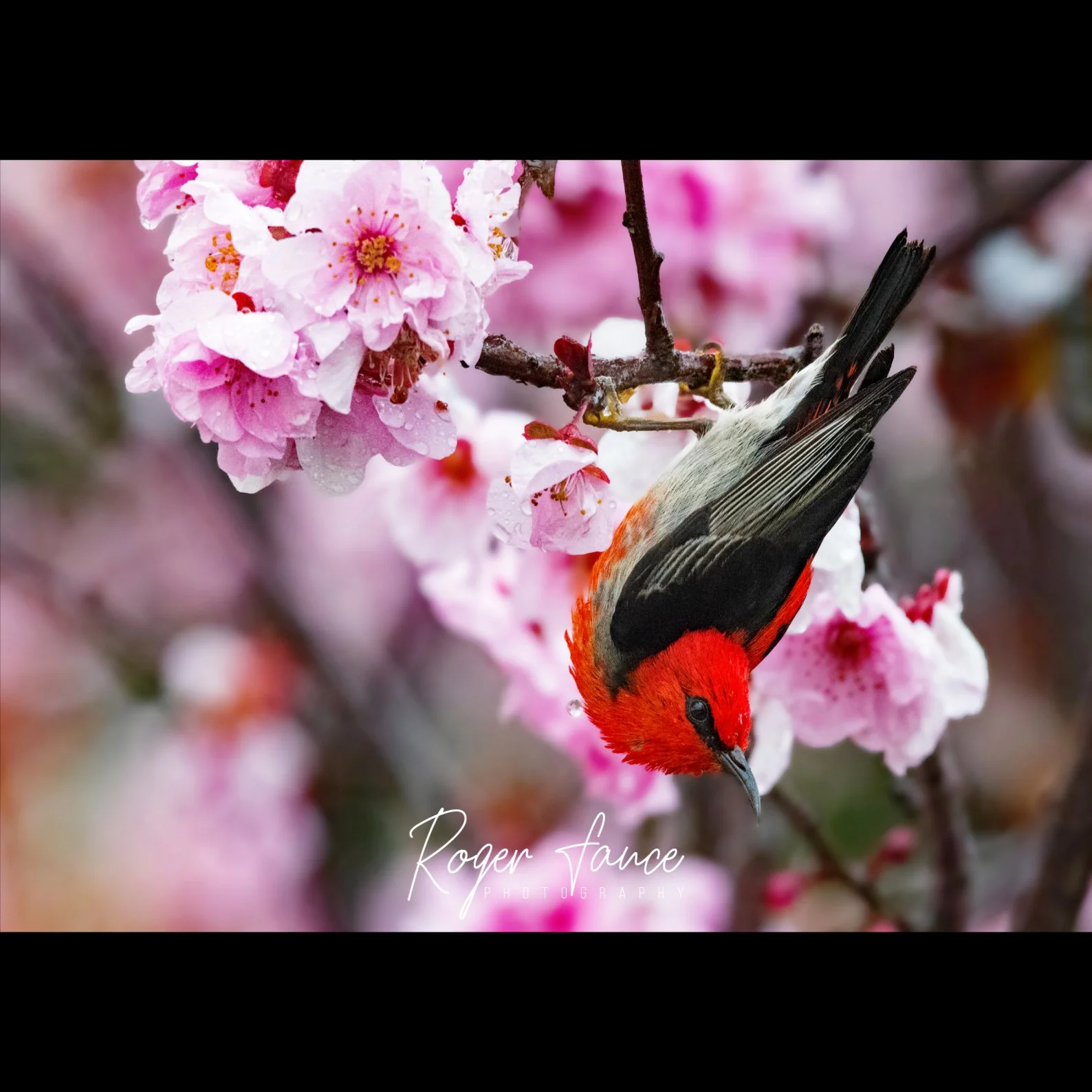 Scarlet Honeyeater (4)
