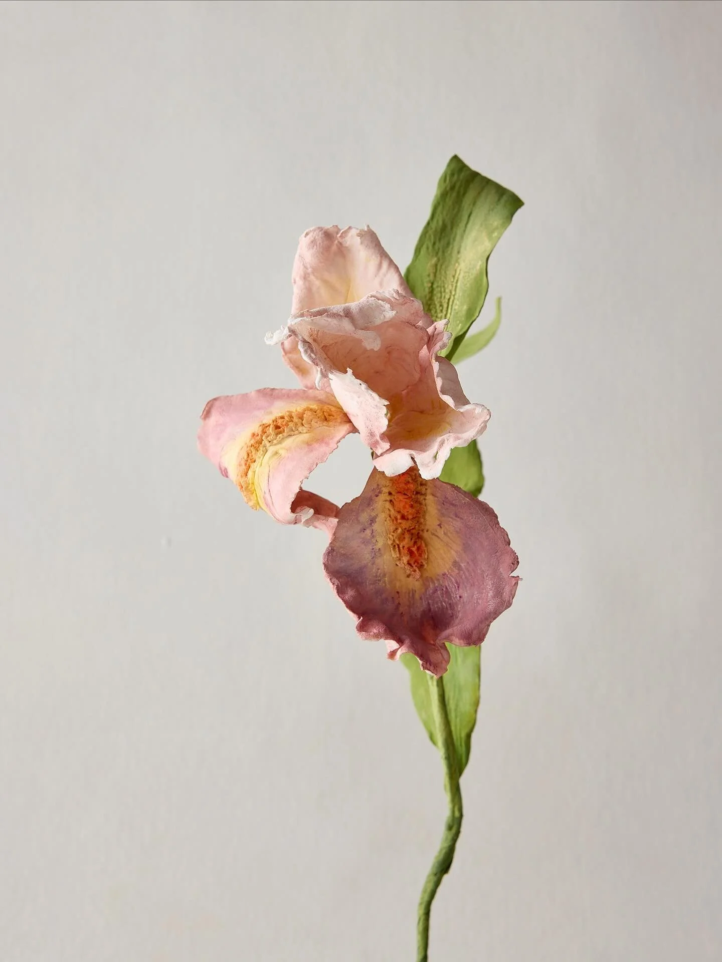 The bearded iris is always such a joy to make. Full of texture, movement, and endless color possibilities + the added satisfaction of making something usually poisonous in an edible format. πΈπ¨β¨