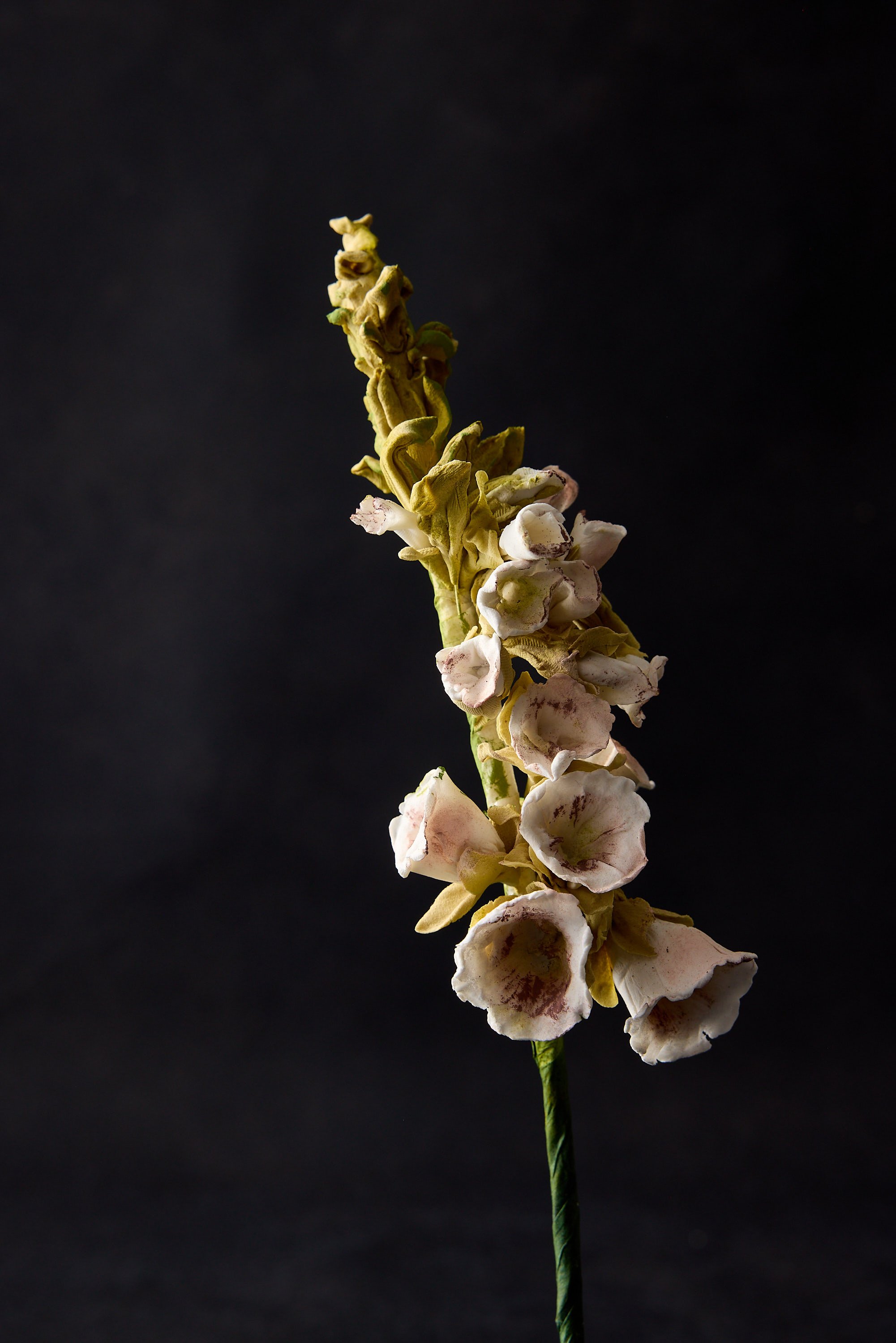 Foxglove