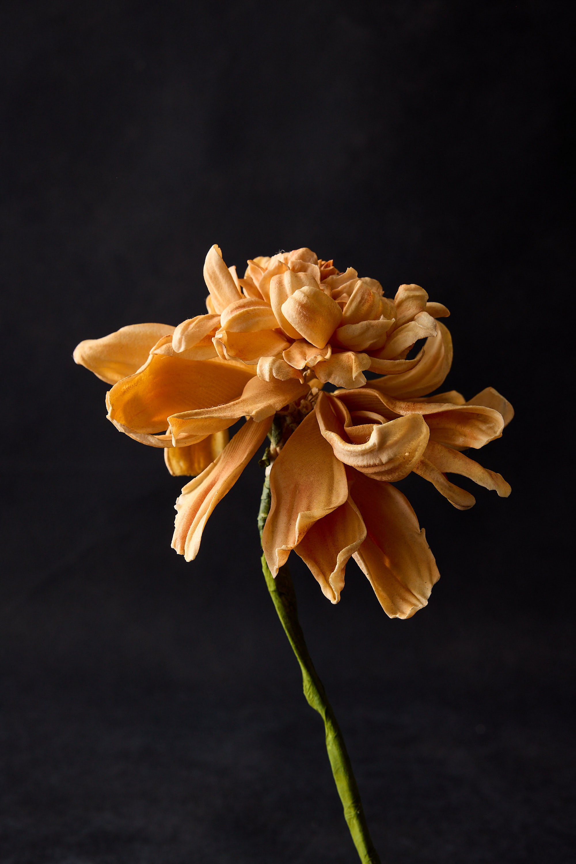 Dahlia