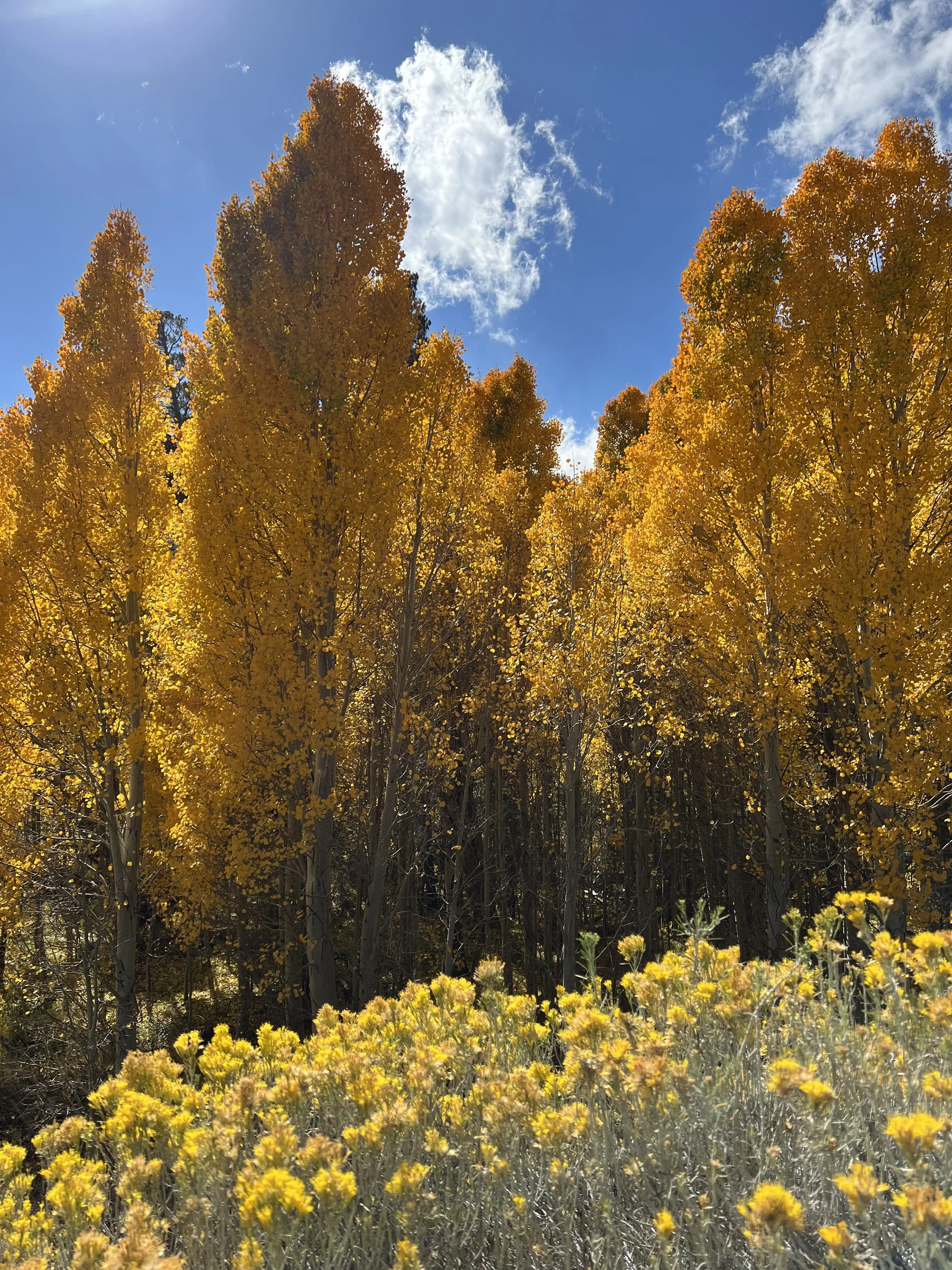Tall trees with yellow-orange leaves against a bright blue sky with scattered clouds, foreground has yellow flowers.