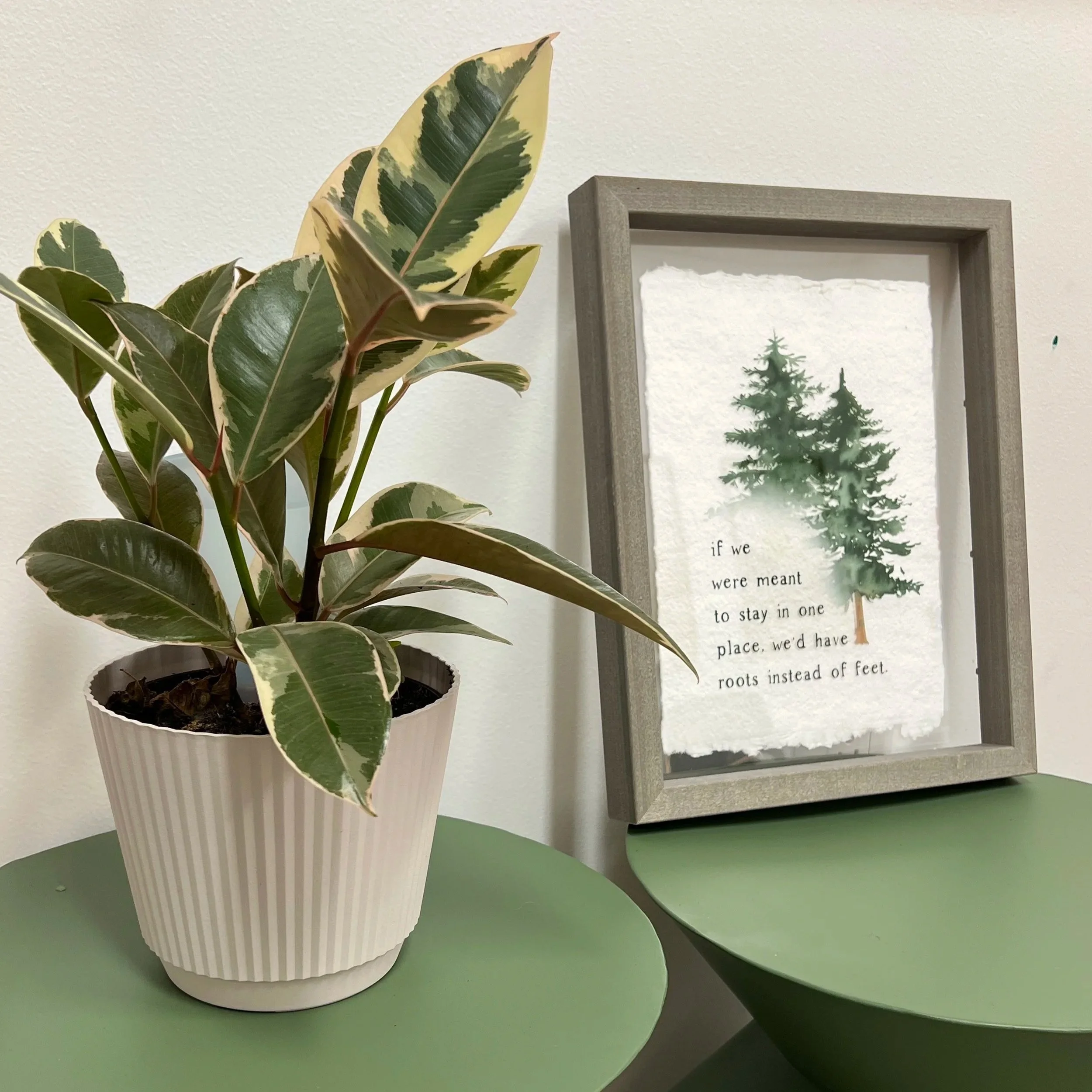 A potted plant with green and variegated leaves on a green table, with framed artwork of trees on a white wall in the background.