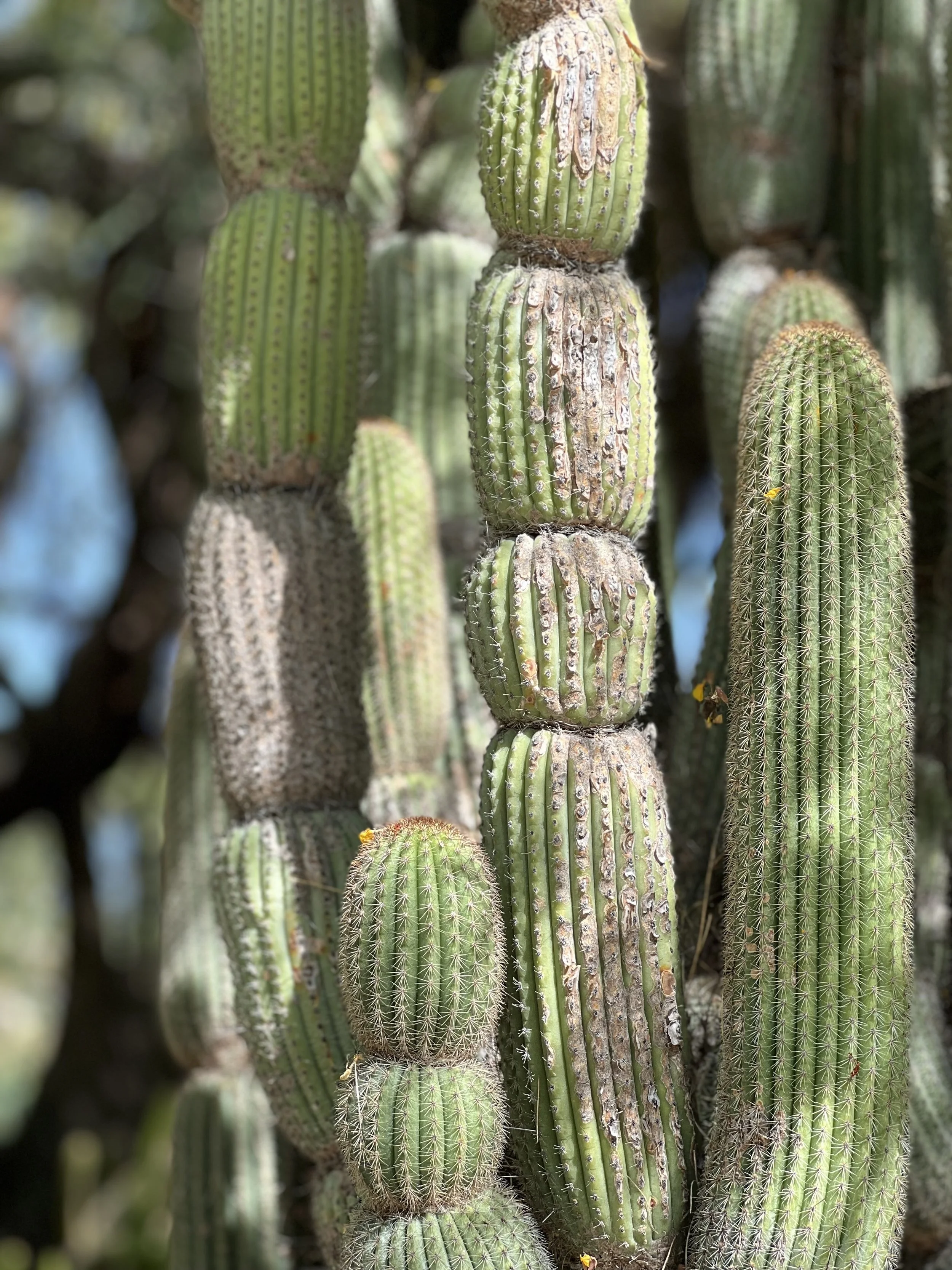Close-up of several tall, cylindrical cacti with green ridges and sharp spines.