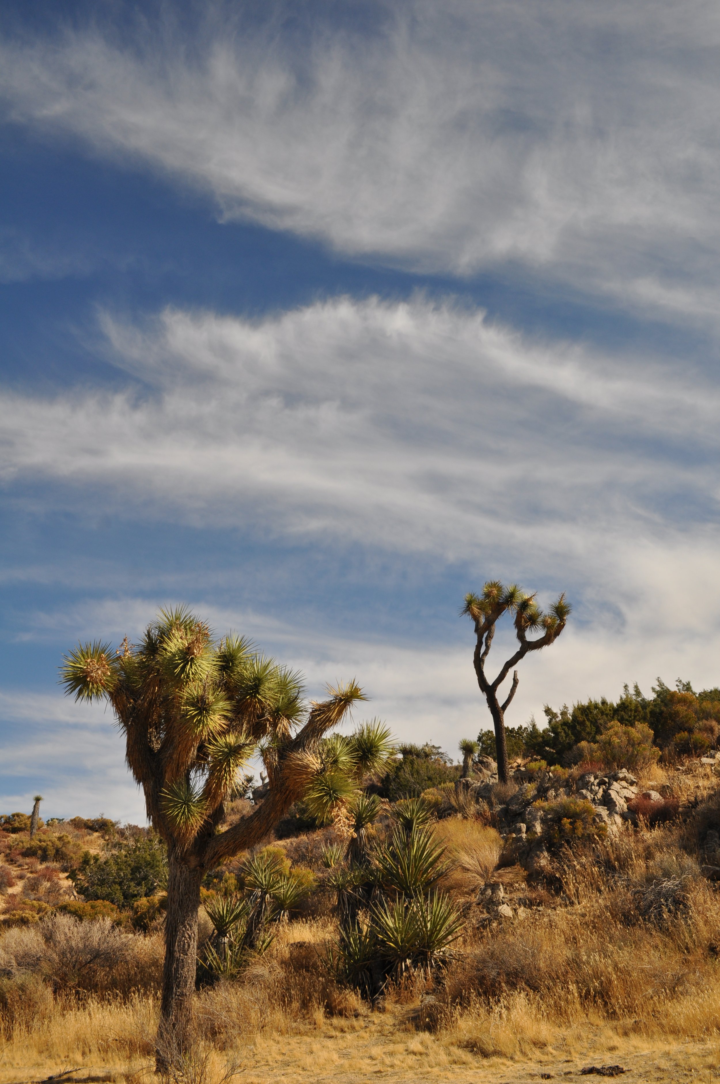 Desert landscape with Joshua trees, shrubs, and dry grass, under a partly cloudy sky.