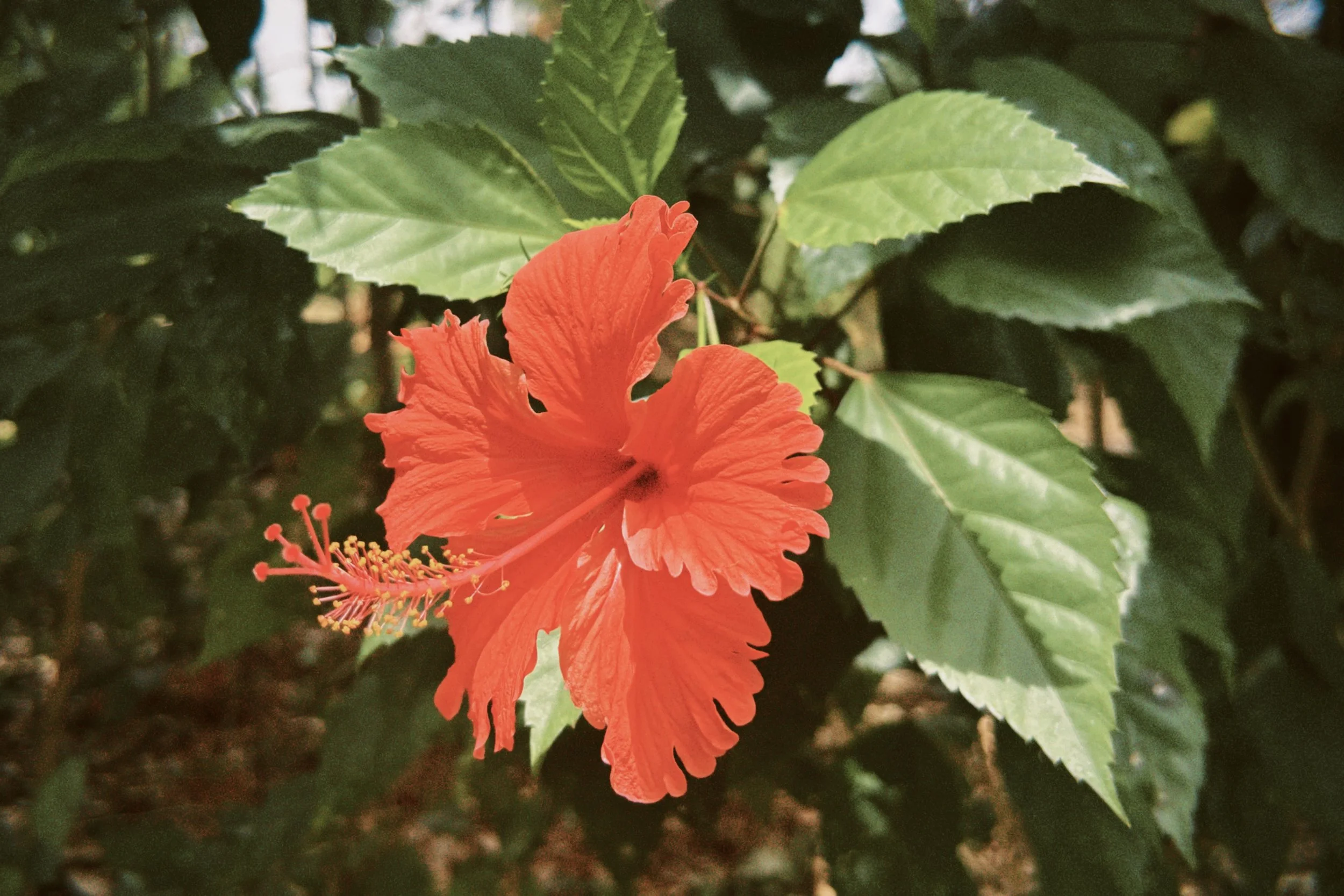 Close-up of a bright orange hibiscus flower with green leaves in the background.