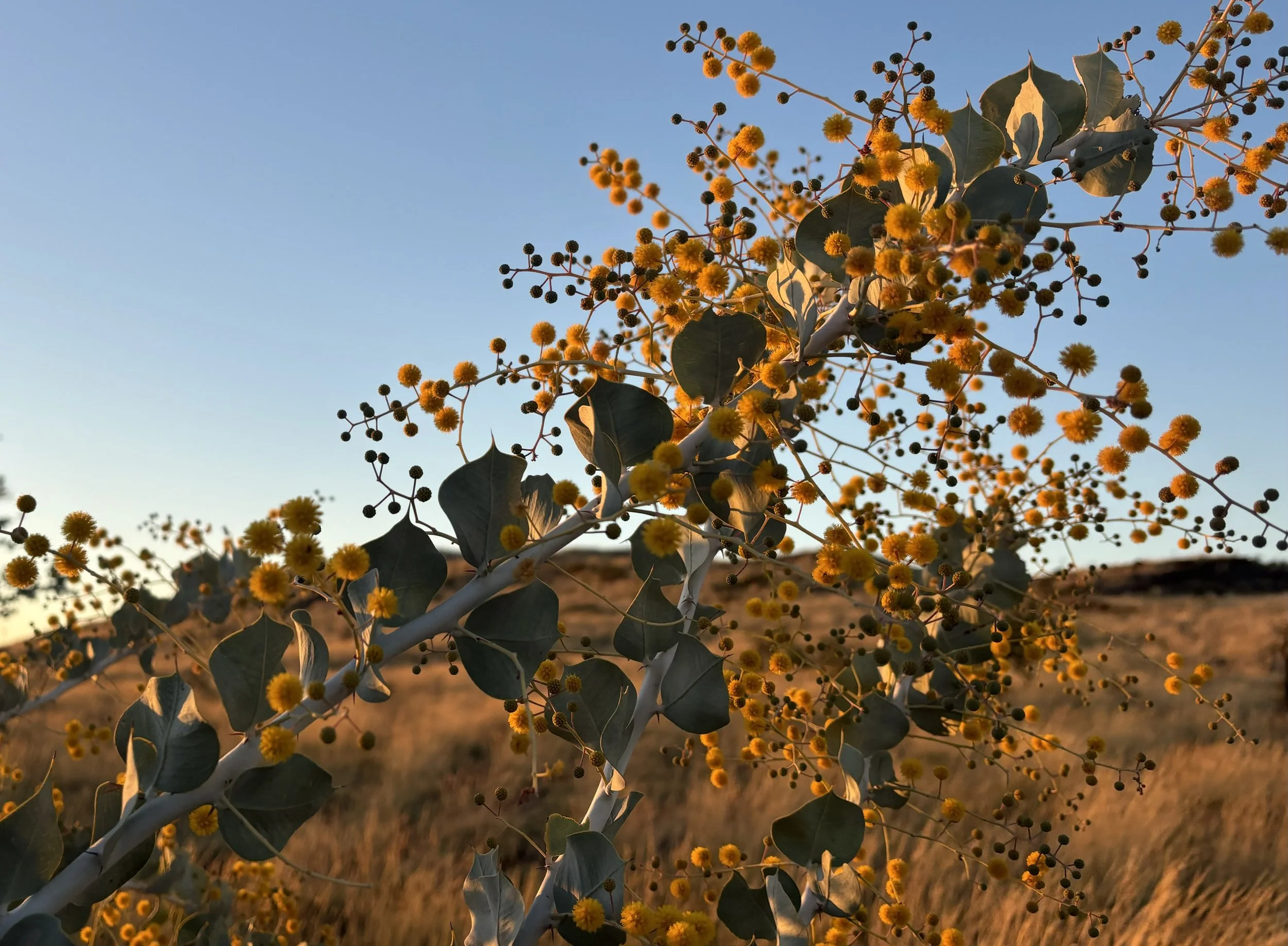 Yellow fluffy flowers and green leaves on a plant against a blue sky with some clouds.