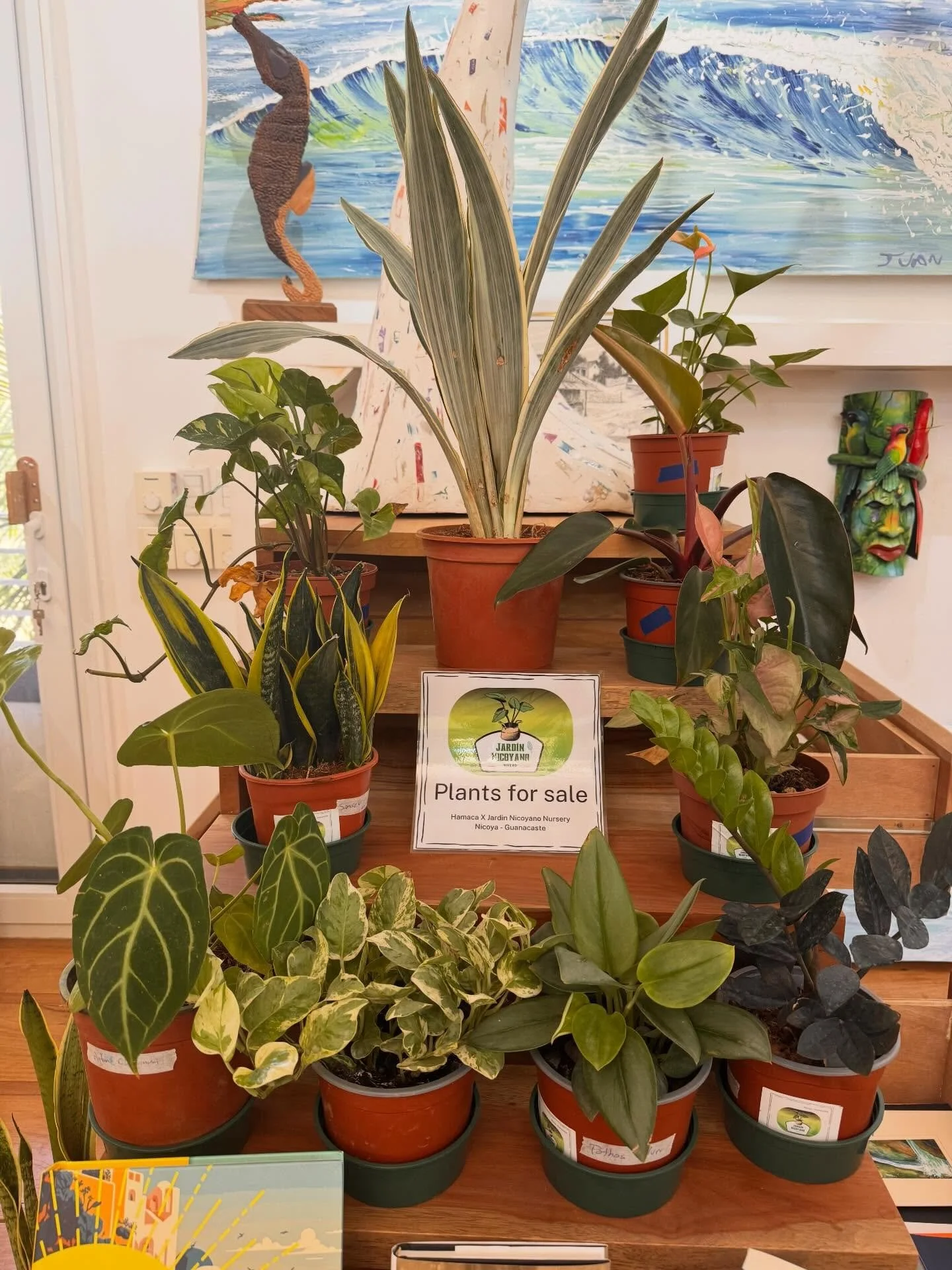 Your favorite beach side bookstore is now also your favorite home plant store. 
Come adopt your new plant friend! 🪴🌾🌿🍃🌵