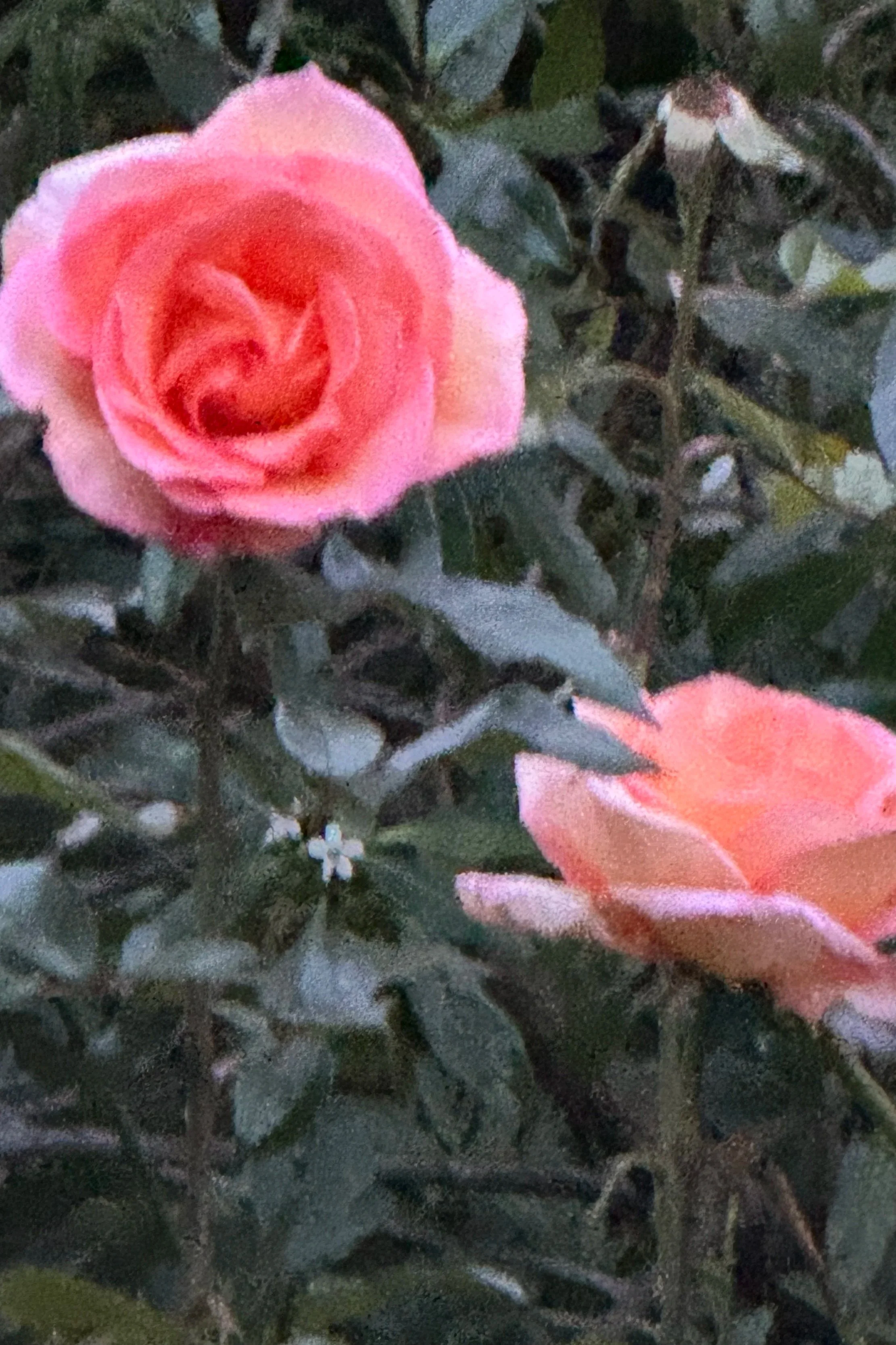 A close-up of a pink and peach rose in bloom surrounded by green leaves and small white flowers.