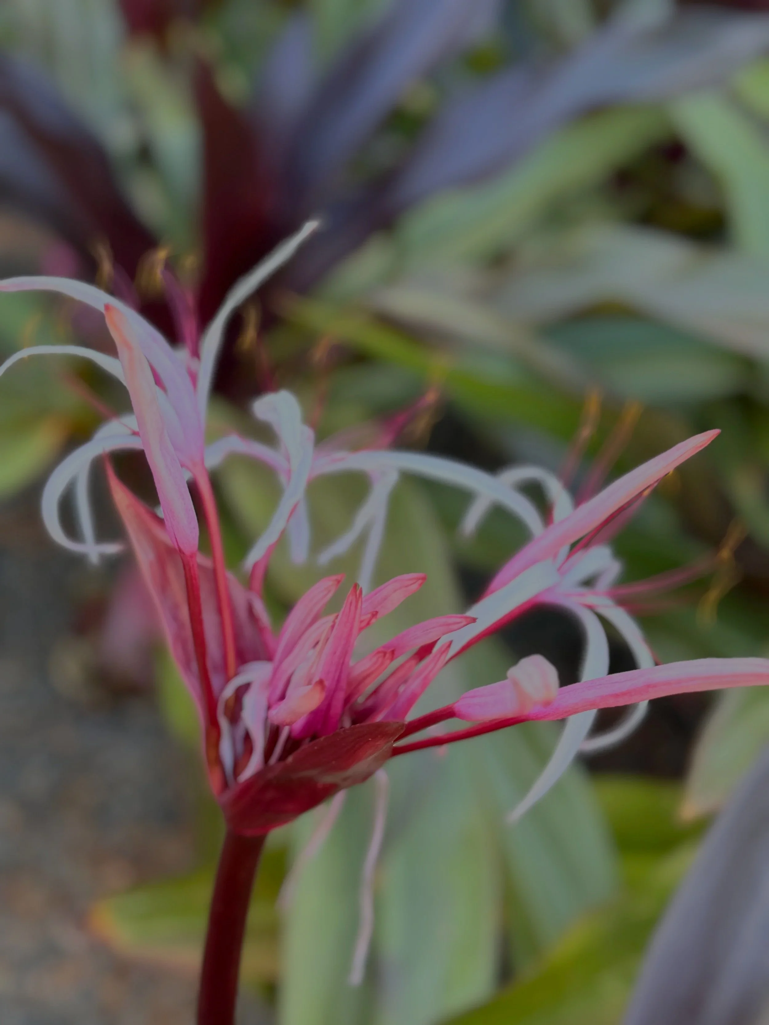 Close-up of a pink and white flower with elongated petals and thin filaments