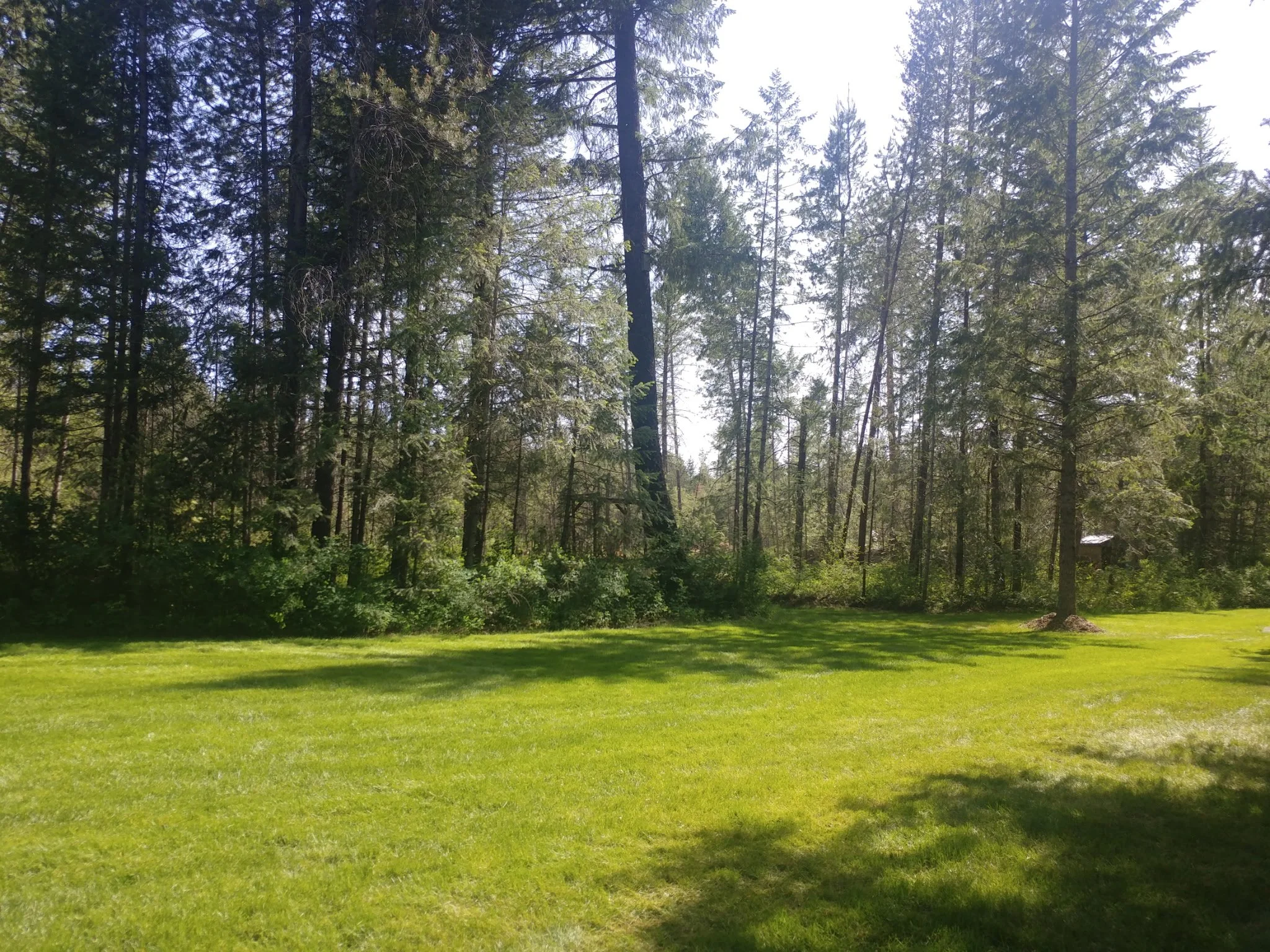 A lush green lawn with shadows from trees, leading to a forest of tall coniferous trees in the background, and a small shed or structure partly visible on the right side.