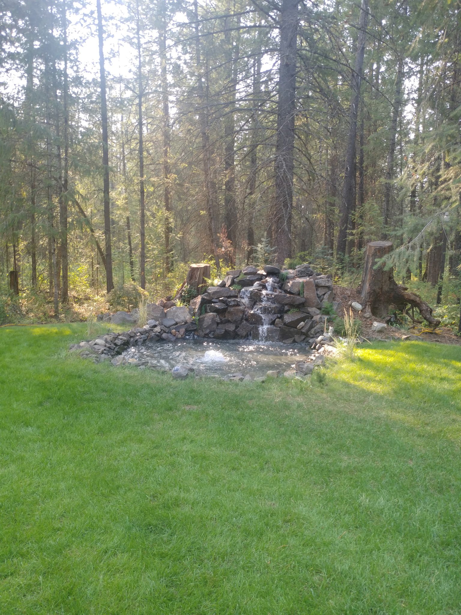 A backyard scene with a small pond and waterfall surrounded by rocks, with green grass in the foreground and a forest of tall pine trees in the background.