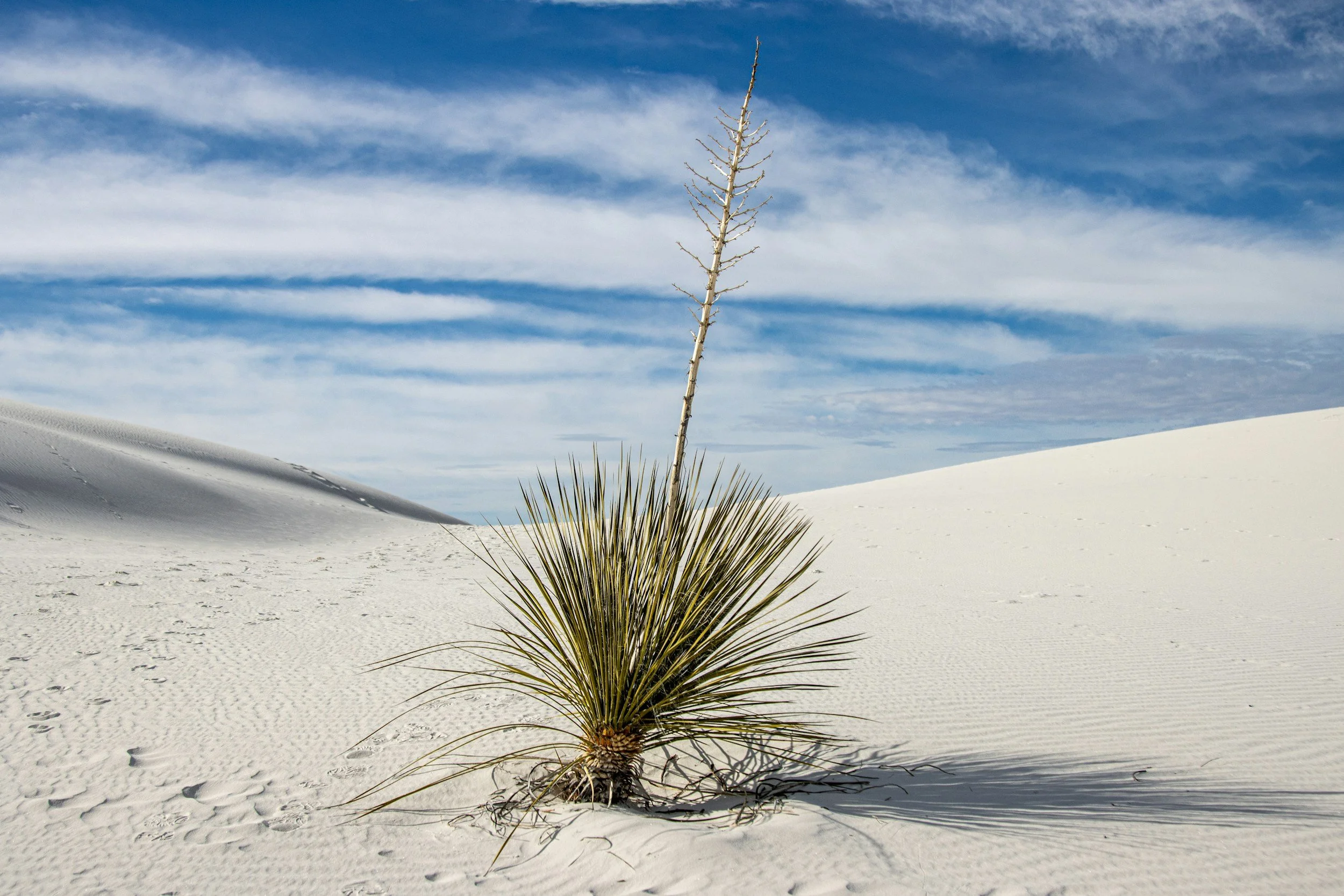 A desert landscape with white sand dunes, a sparse desert plant with spiky leaves and a tall, leafless stalk, under a blue sky with scattered clouds.