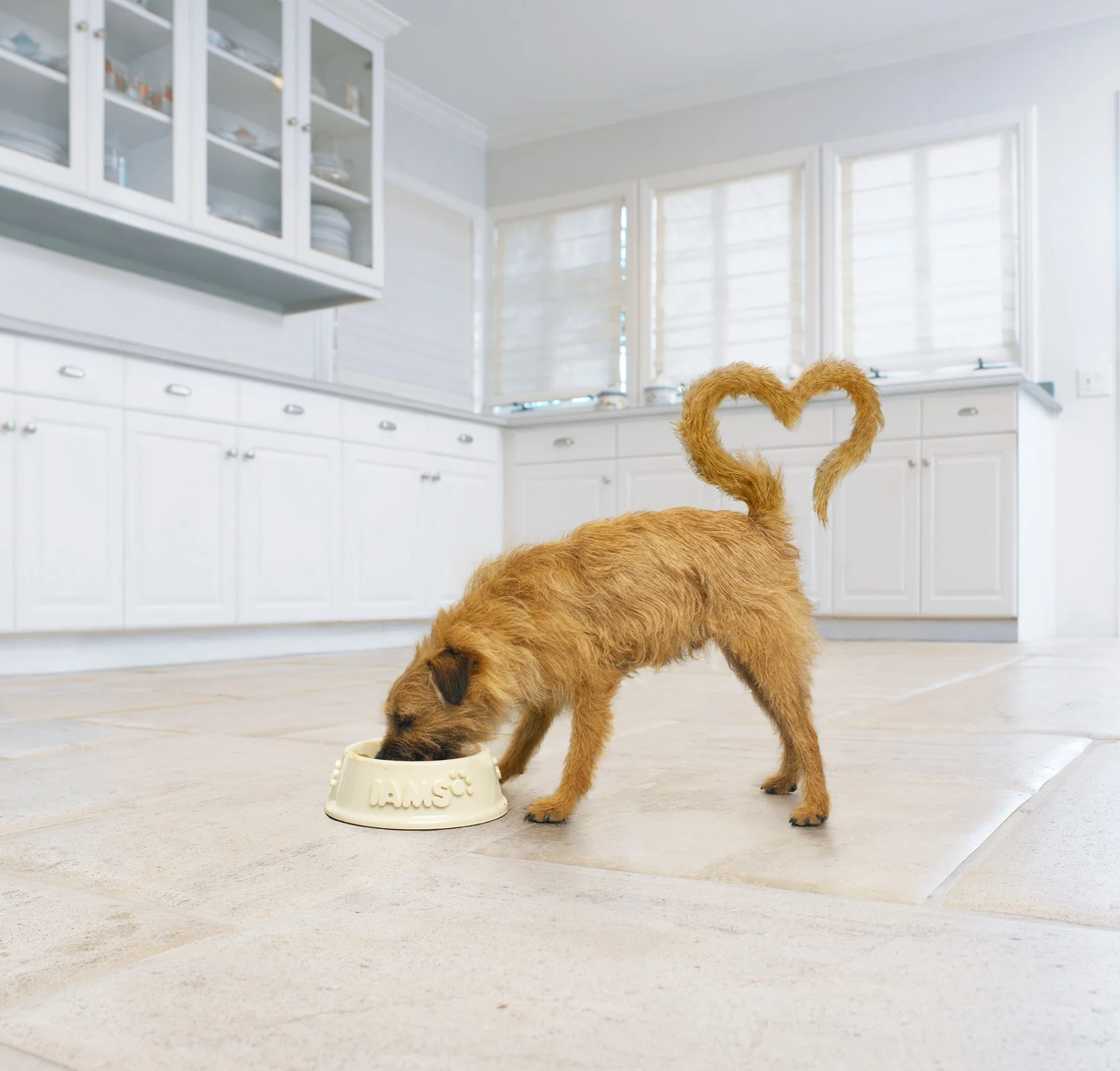 A small scruffy dog eating from a beige ceramic bowl on a tiled kitchen floor. The dog's tail is curled up into a heart shape.