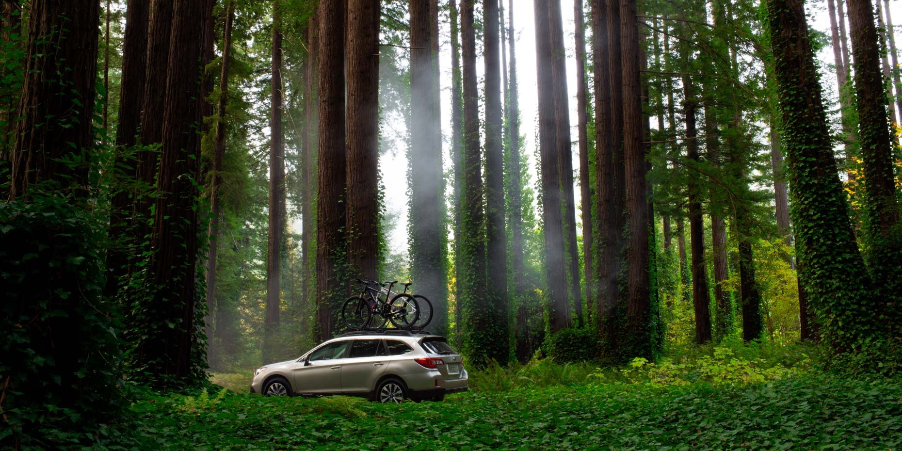 A beige SUV with two bicycles mounted on its roof parked in a dense green forest with tall trees and lush foliage.