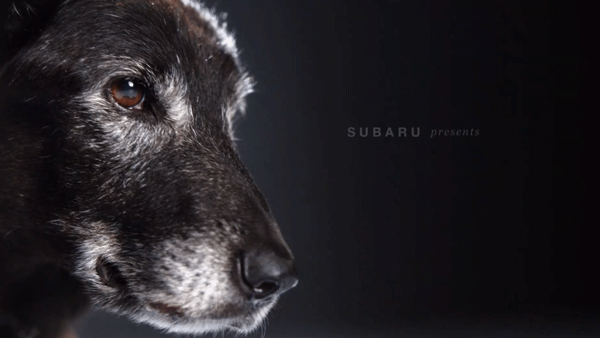 Close-up of a black and white dog's face against a dark background with Subaru logo and text.