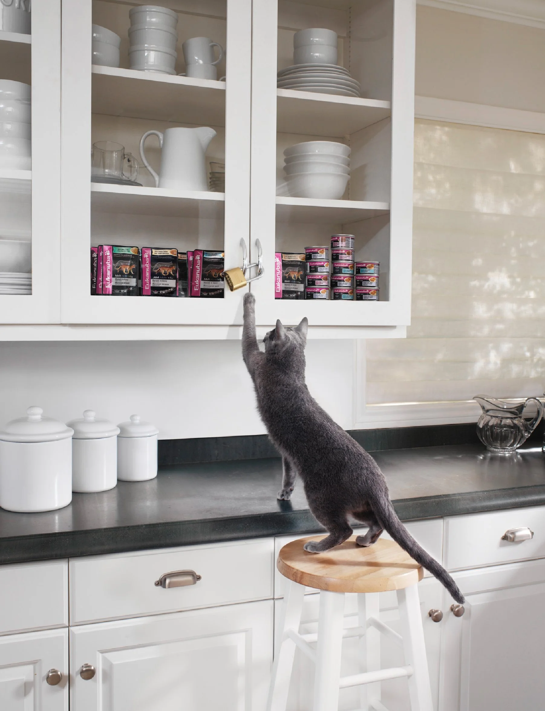 A gray cat standing on a wooden stool reaching up to a white kitchen cabinet door, which has a padlock, with shelves inside holding white dishware and canned cat food.