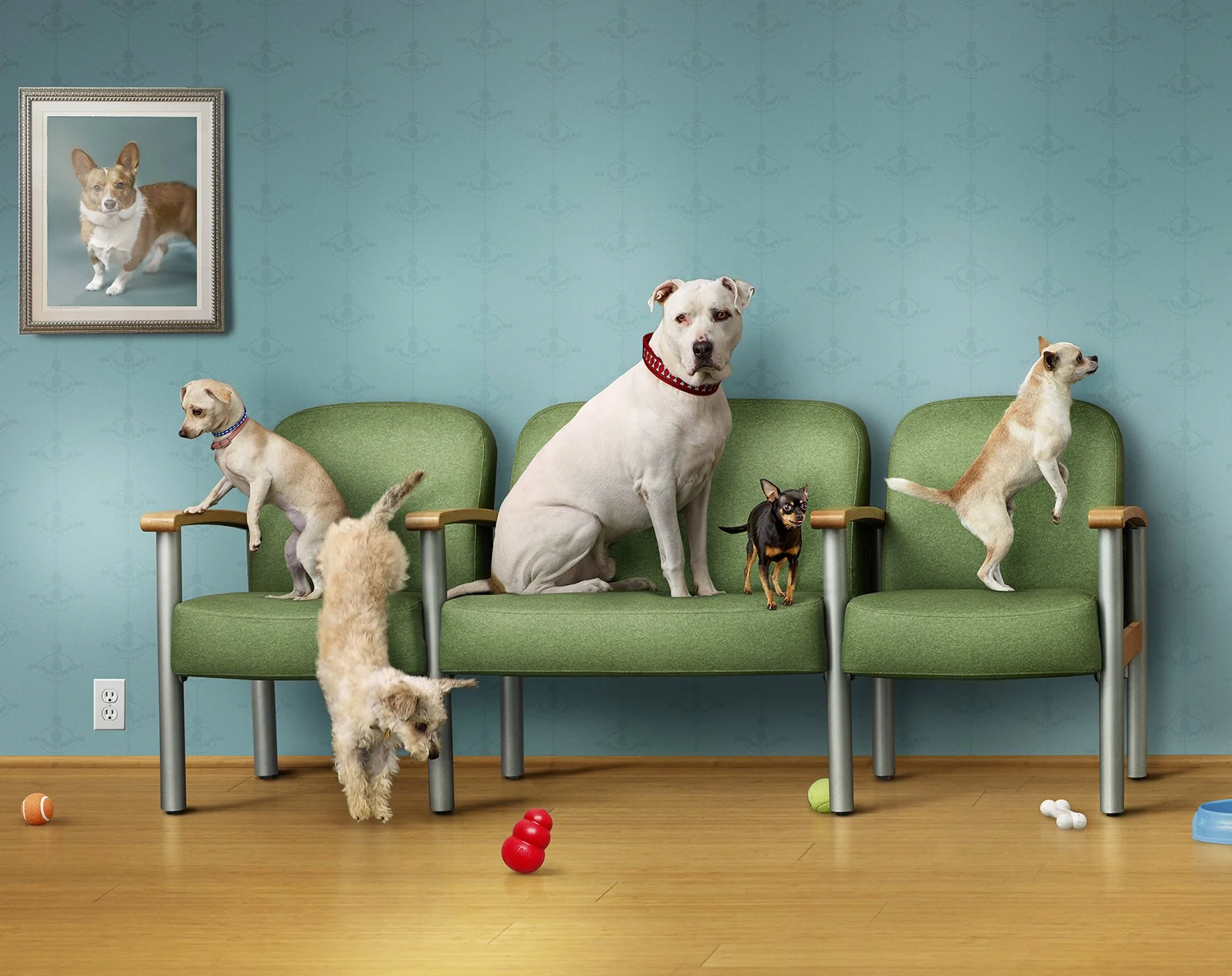 A room with a turquoise wall and a wooden floor, containing a green bench with six dogs of various sizes and breeds sitting or jumping on it, and various dog toys scattered on the floor. There is a framed picture of a dog on the wall.