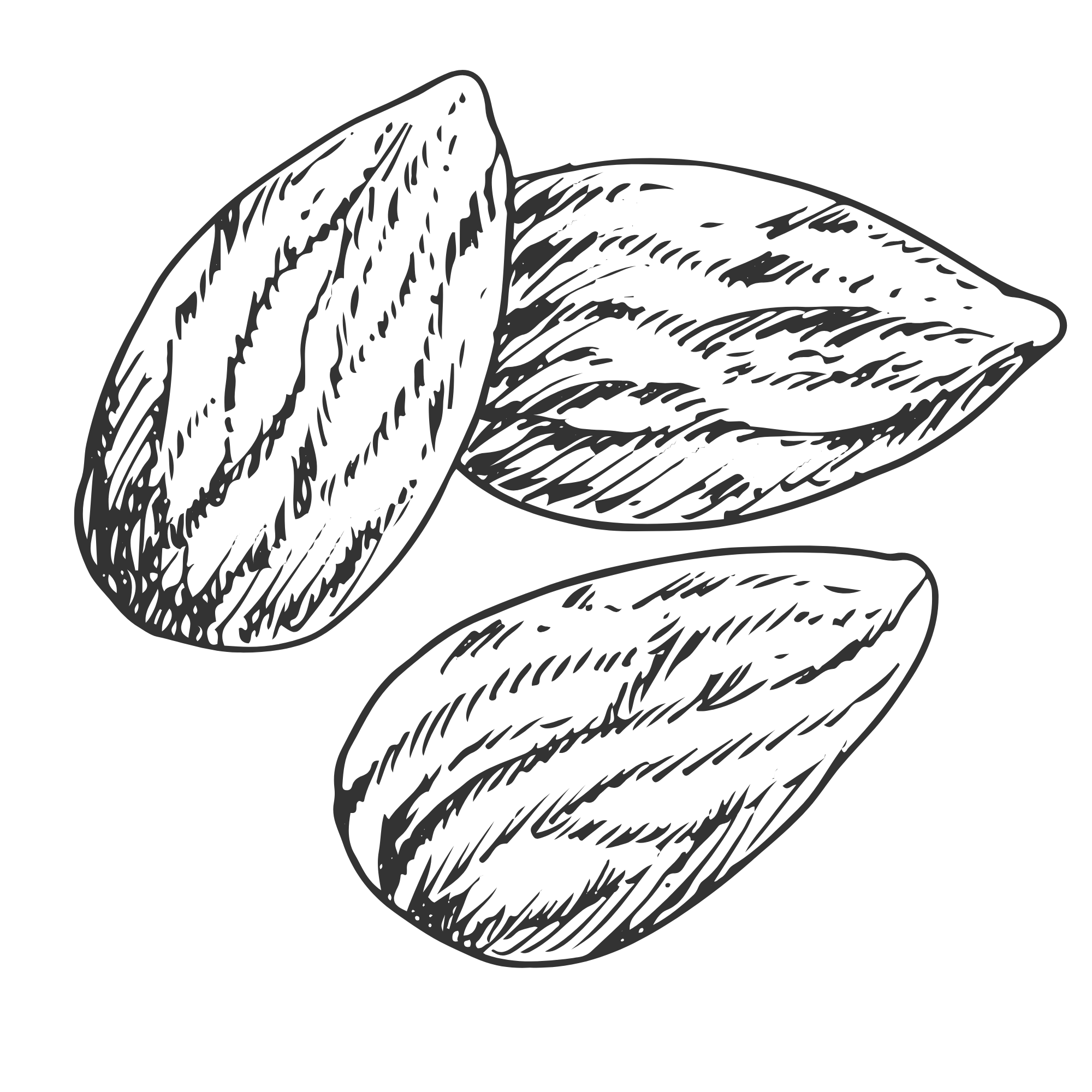 A detailed black and white line drawing of a clam shell with intricate shading and cross-hatching.