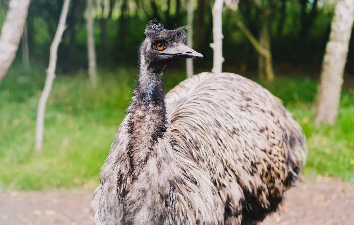 emu.jpg
