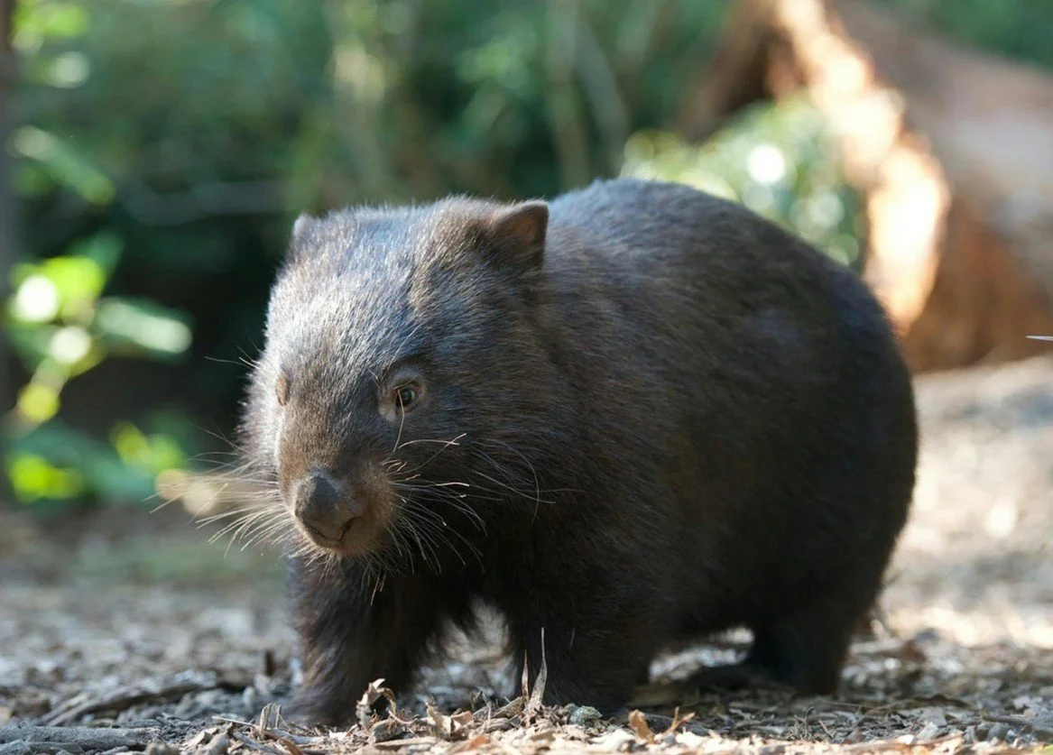 wombat.jpg