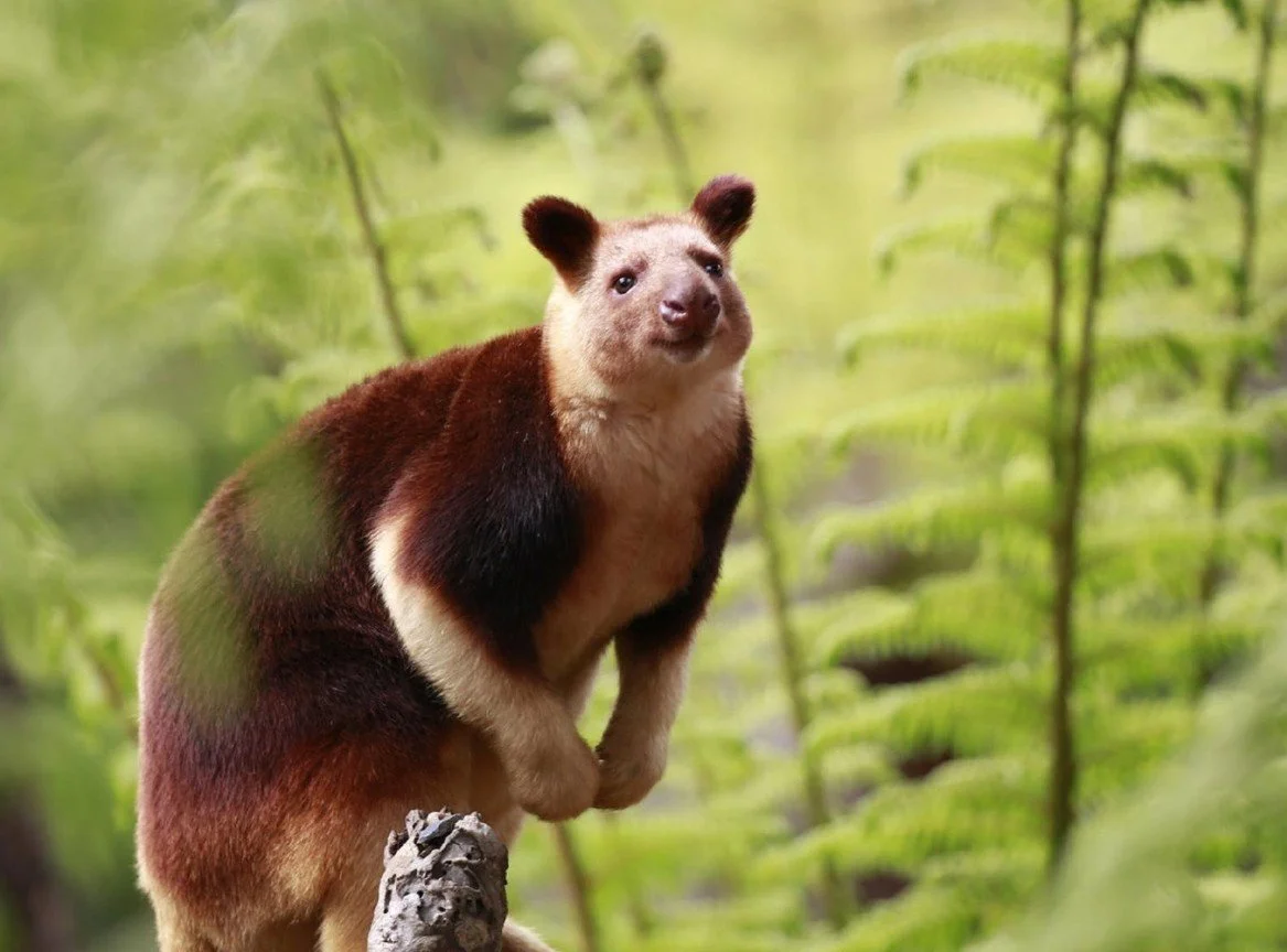 tree kangaroo.jpg