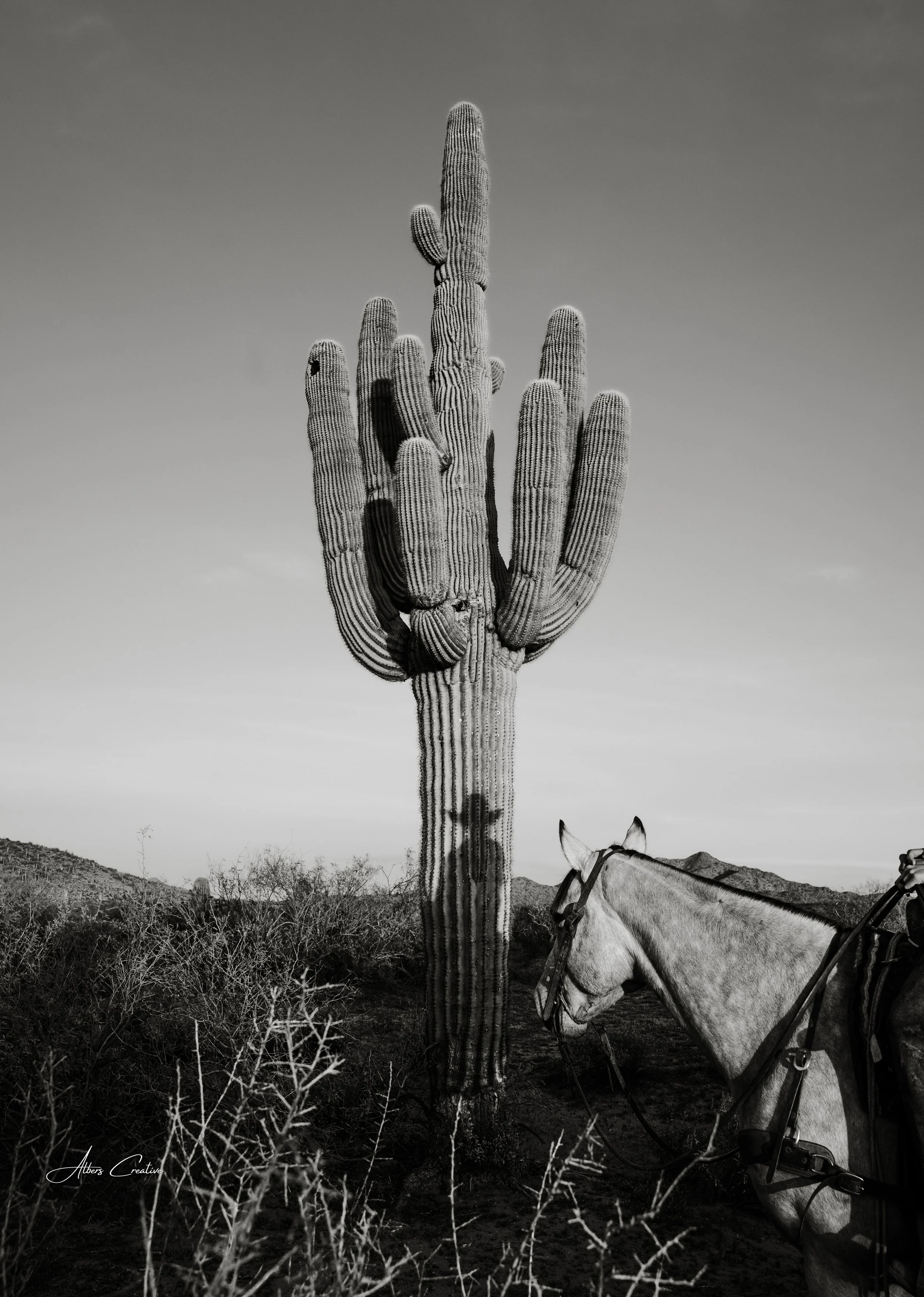 Arizona Shadows (1).jpeg