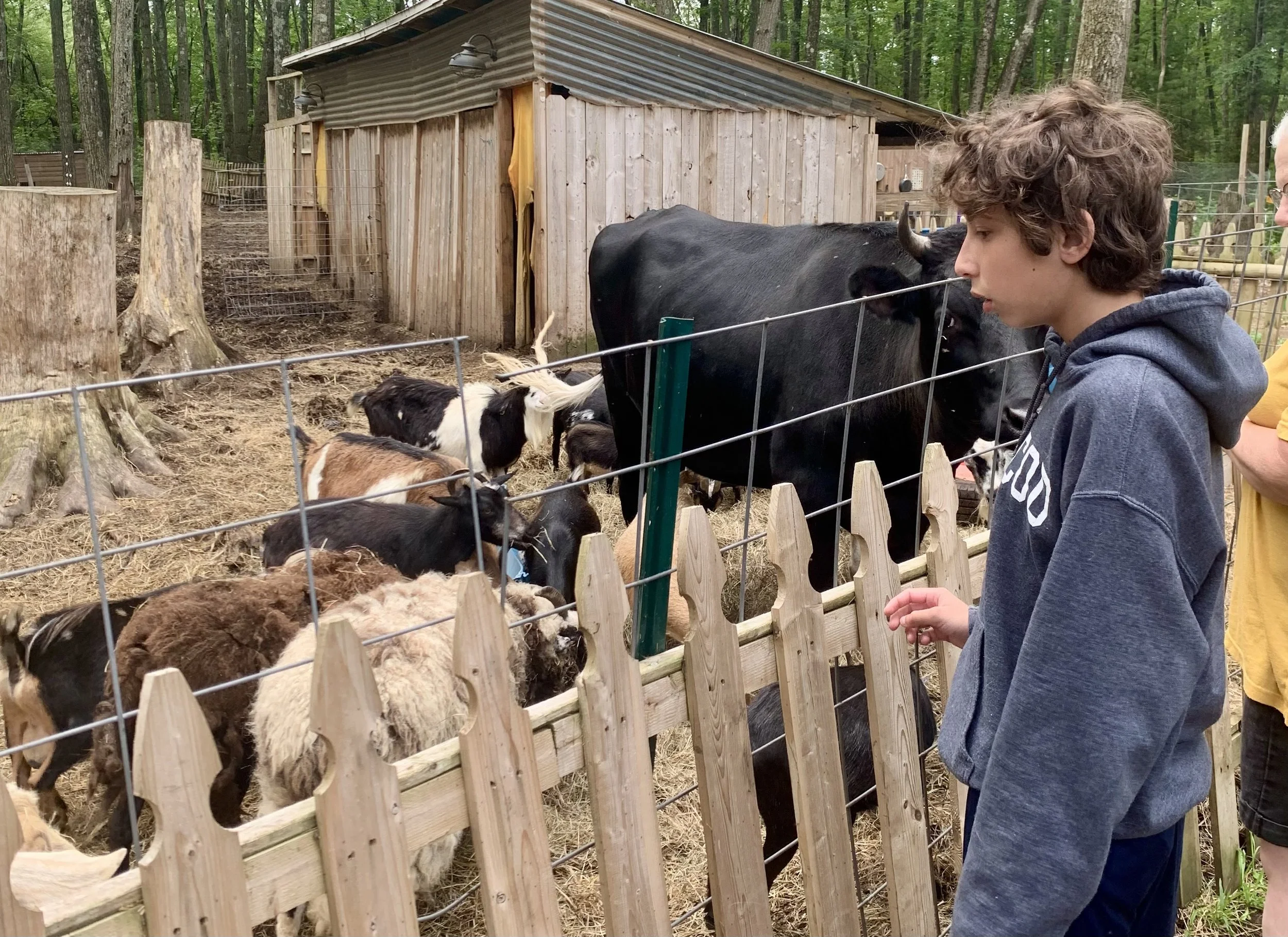 Two boys are observing goats and a cow through a wooden fence at a farm, with a small barn and trees in the background.