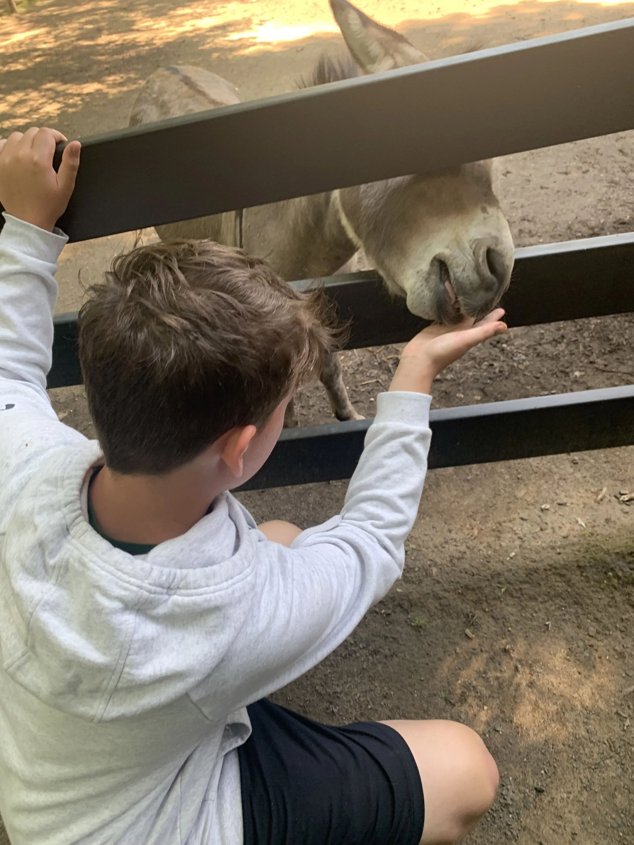 A boy with short brown hair, wearing a gray hoodie and black shorts, sits on the ground and extends his hand under a wooden fence to feed or pet a donkey. The donkey's head is leaning over the fence, with its tongue sticking out slightly, reaching towards the boy's hand. The background shows the dirt ground and some trees with sunlight filtering through.