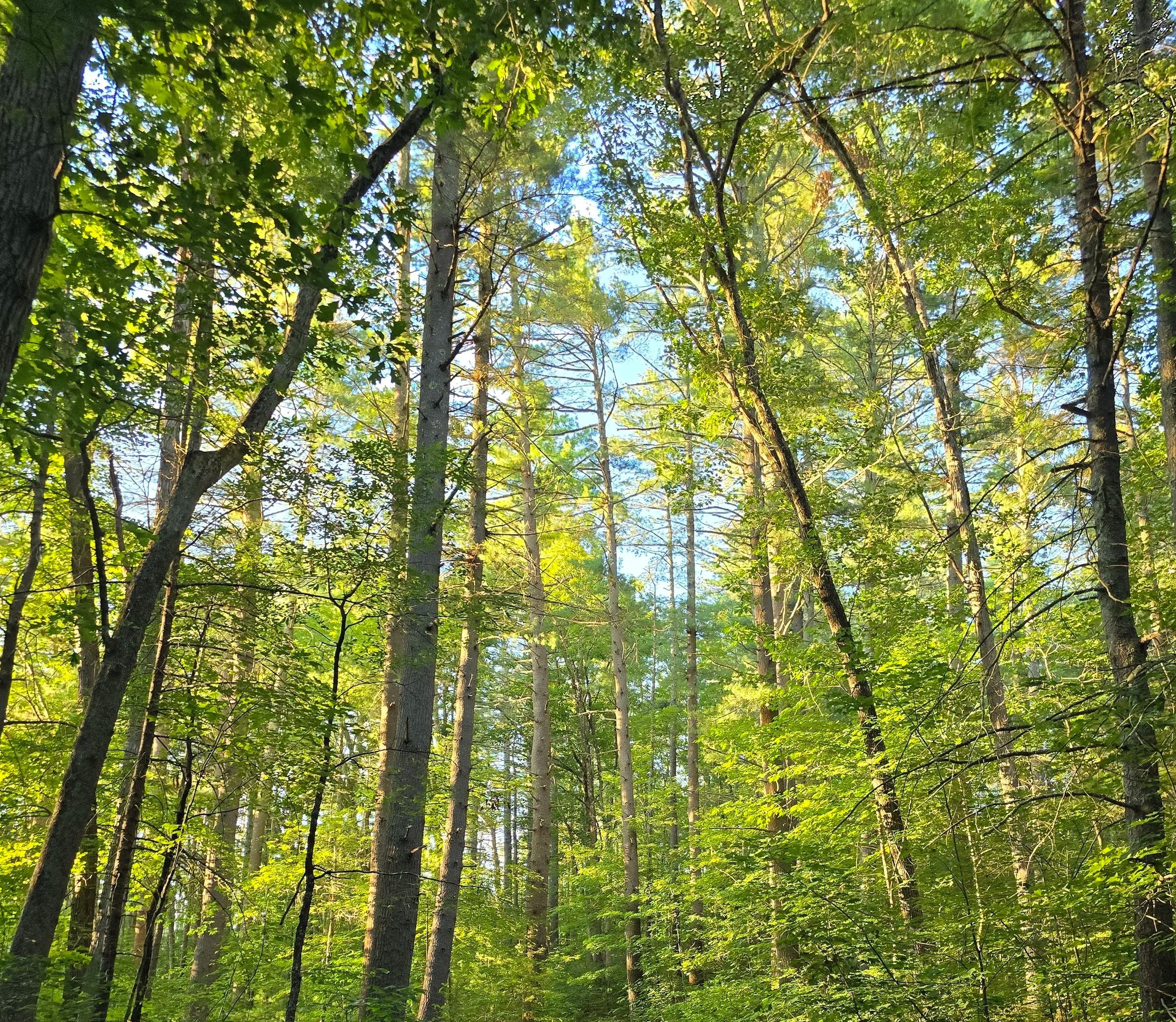 Tall trees in a lush green forest under a bright blue sky.