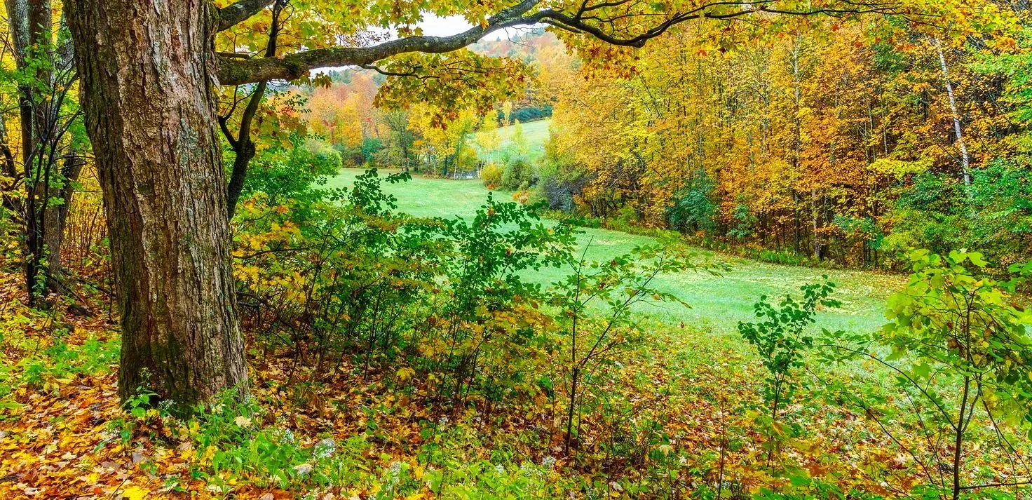 A scenic view of a lush green meadow surrounded by trees with yellow and orange fall foliage, seen from a wooded area with a prominent tree trunk in the foreground.