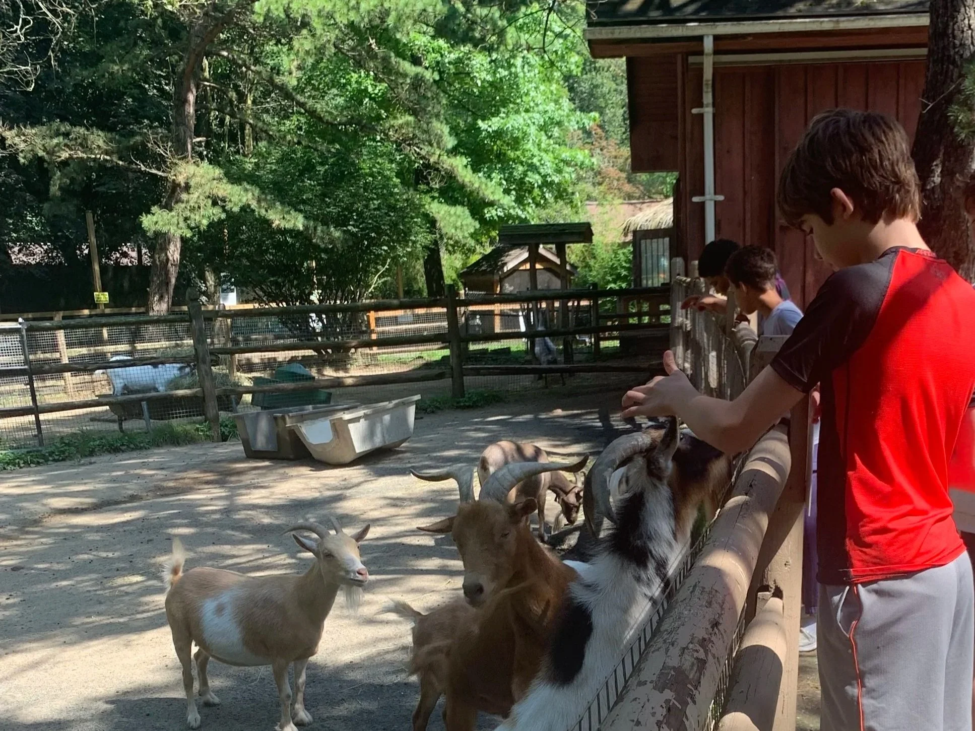 Children feeding goats at a petting zoo.