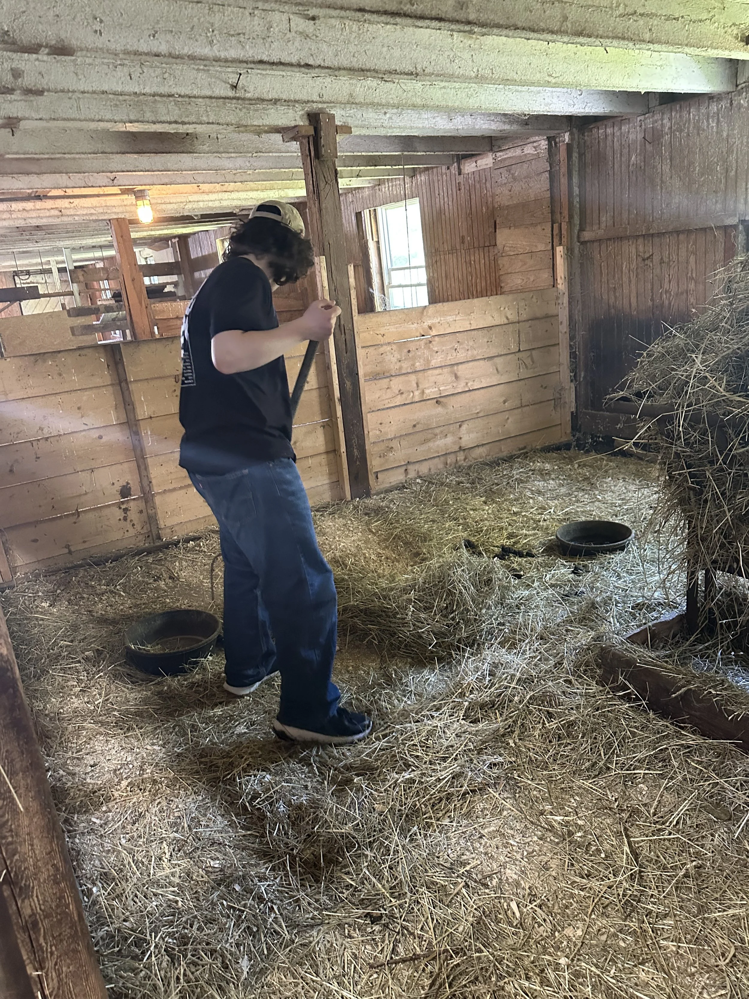 A person with curly hair, wearing a baseball cap, black t-shirt, and jeans, standing in a barn filled with hay, feeding or cleaning the area.