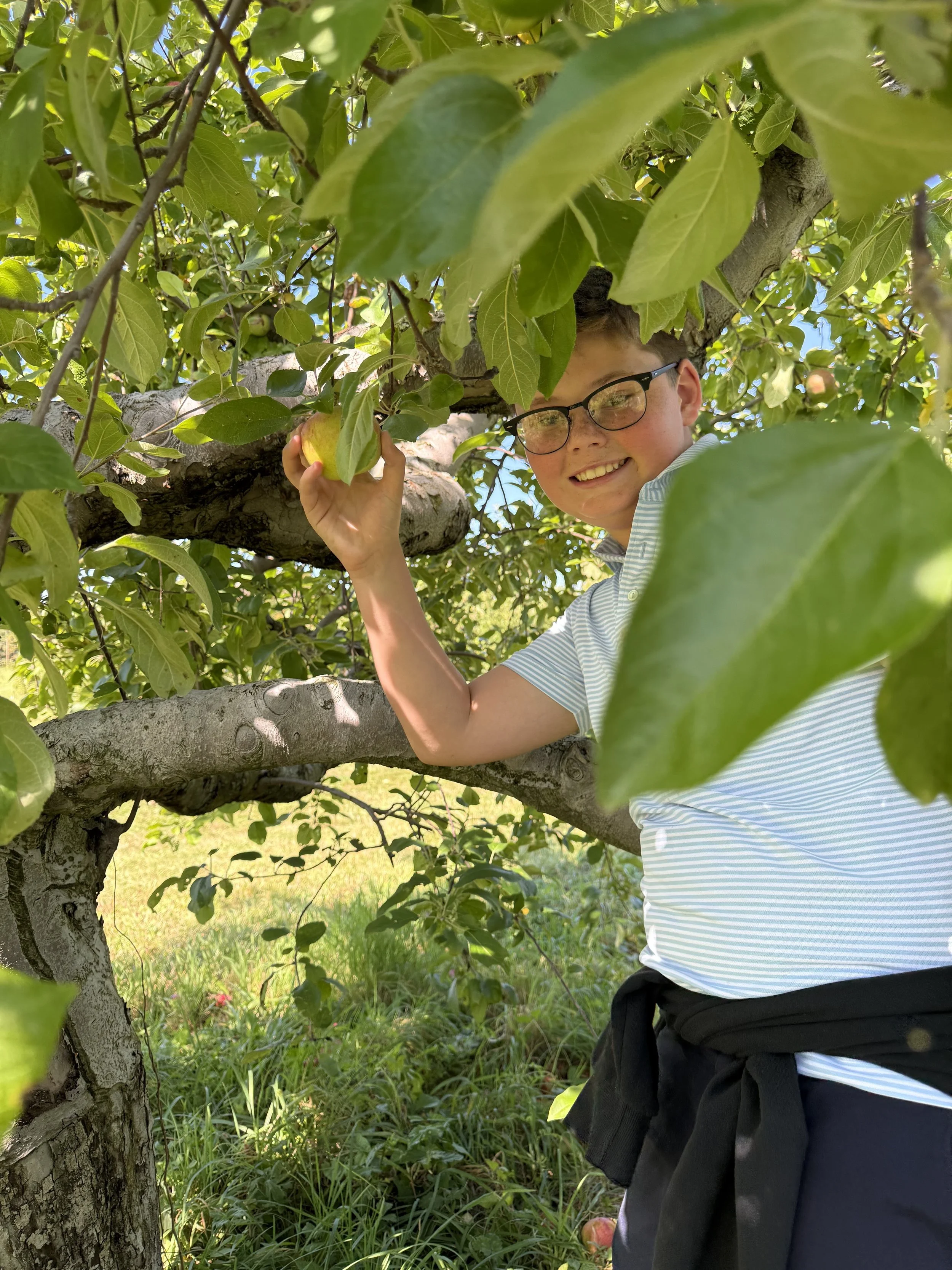 Young boy picking an apple from a tree, smiling, with glasses and a striped shirt, surrounded by green leaves.