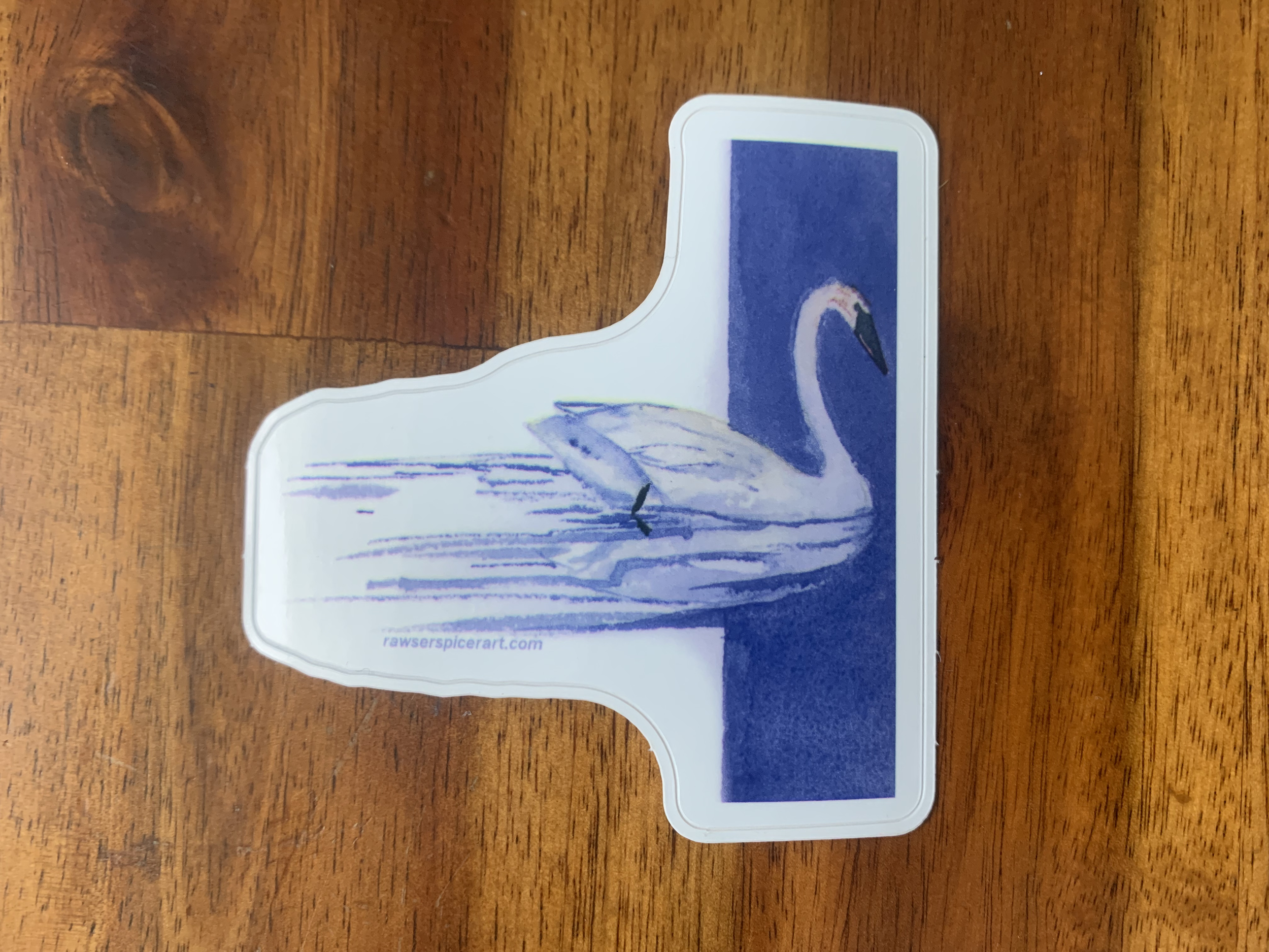 A sticker featuring a Trumpeter Swan swimming from left to right with a vertical blue stripe in the background.