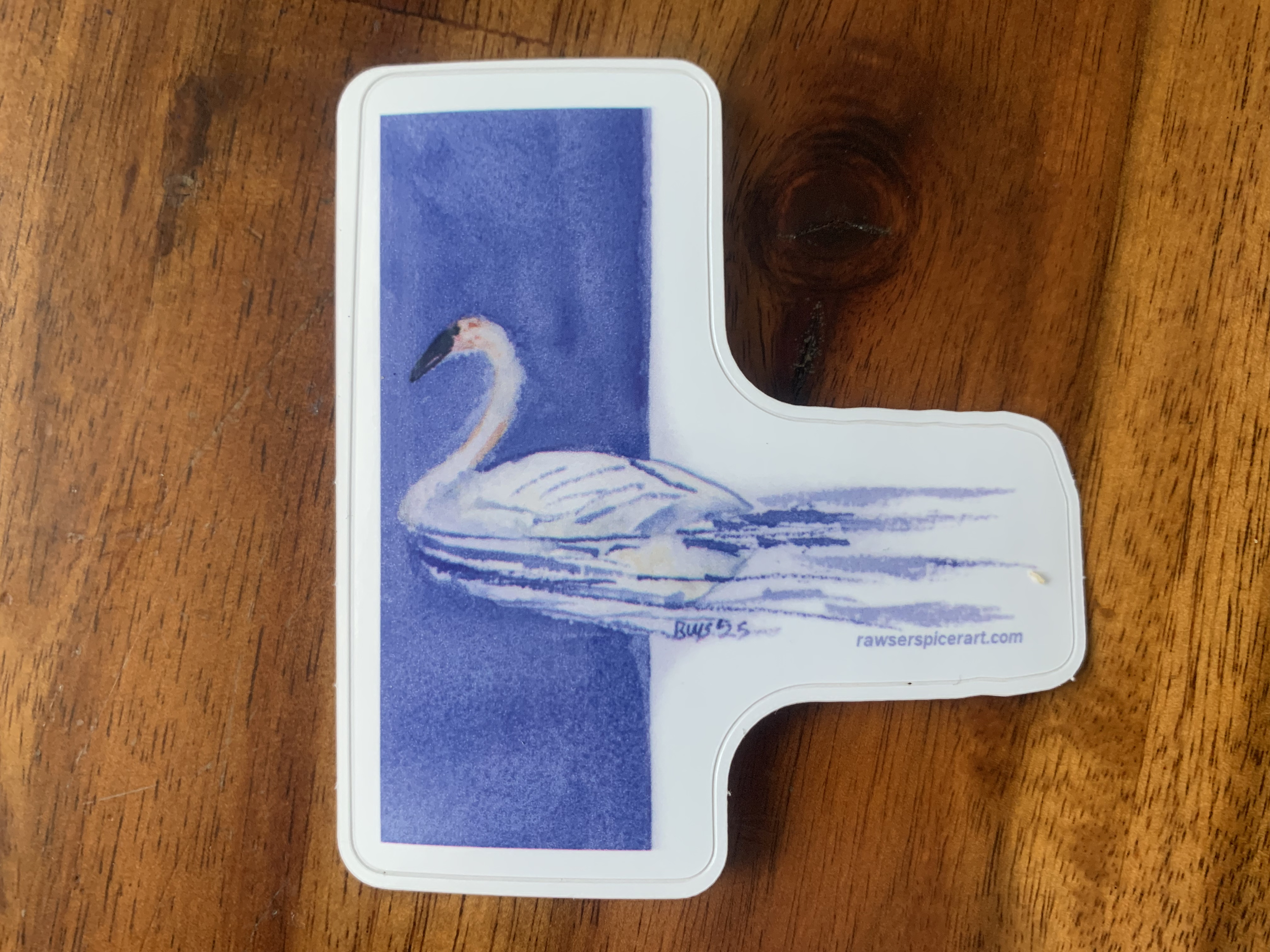 A sticker featuring a Trumpeter Swan swimming from right to left with a vertical blue stripe in the background.