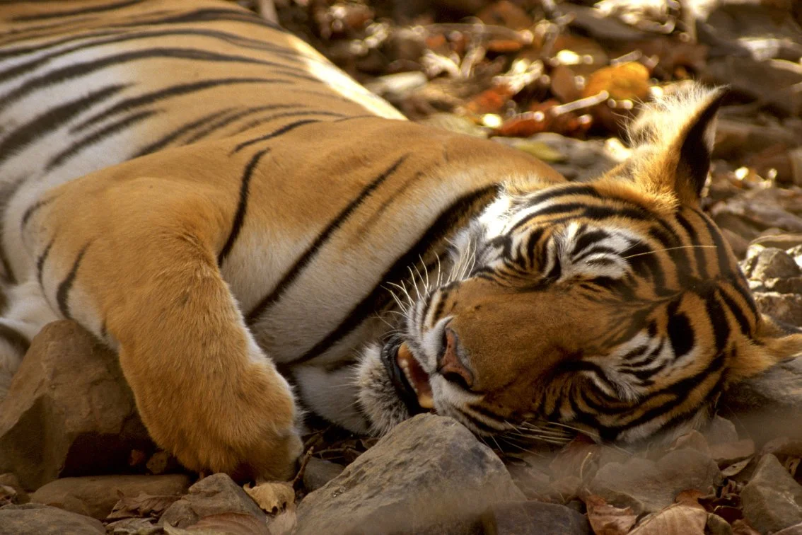 Tiger_Christian.Pearson.04.jpg