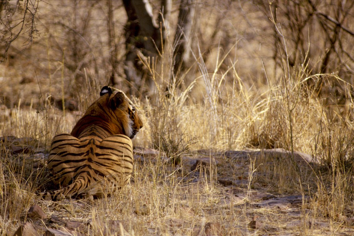 Tiger_Christian.Pearson.05.jpg