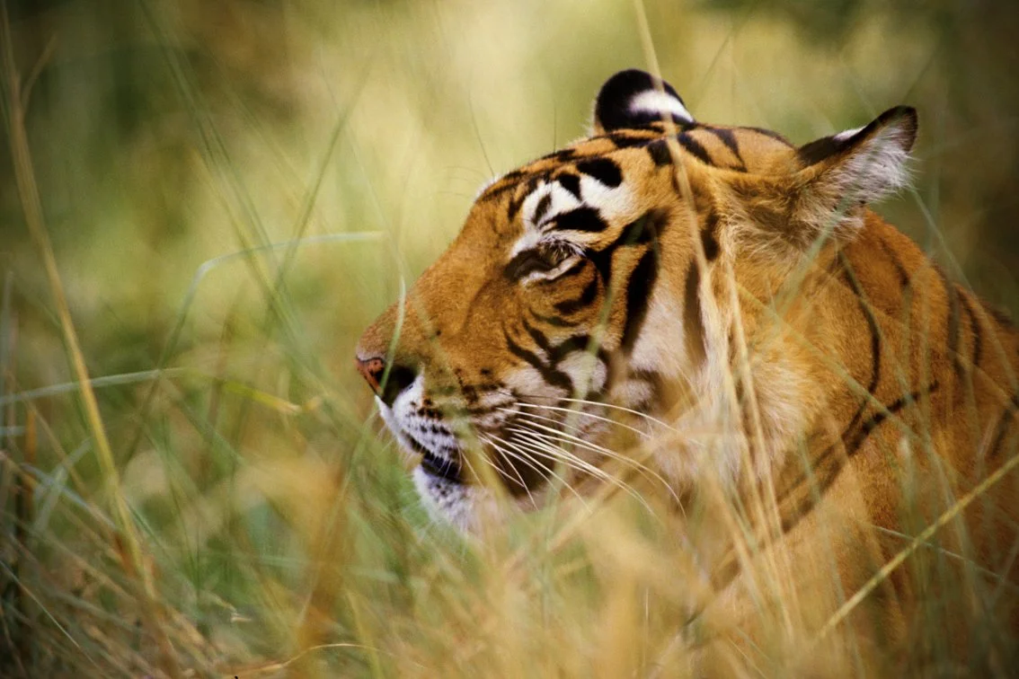 Tiger_Christian.Pearson.08.jpg