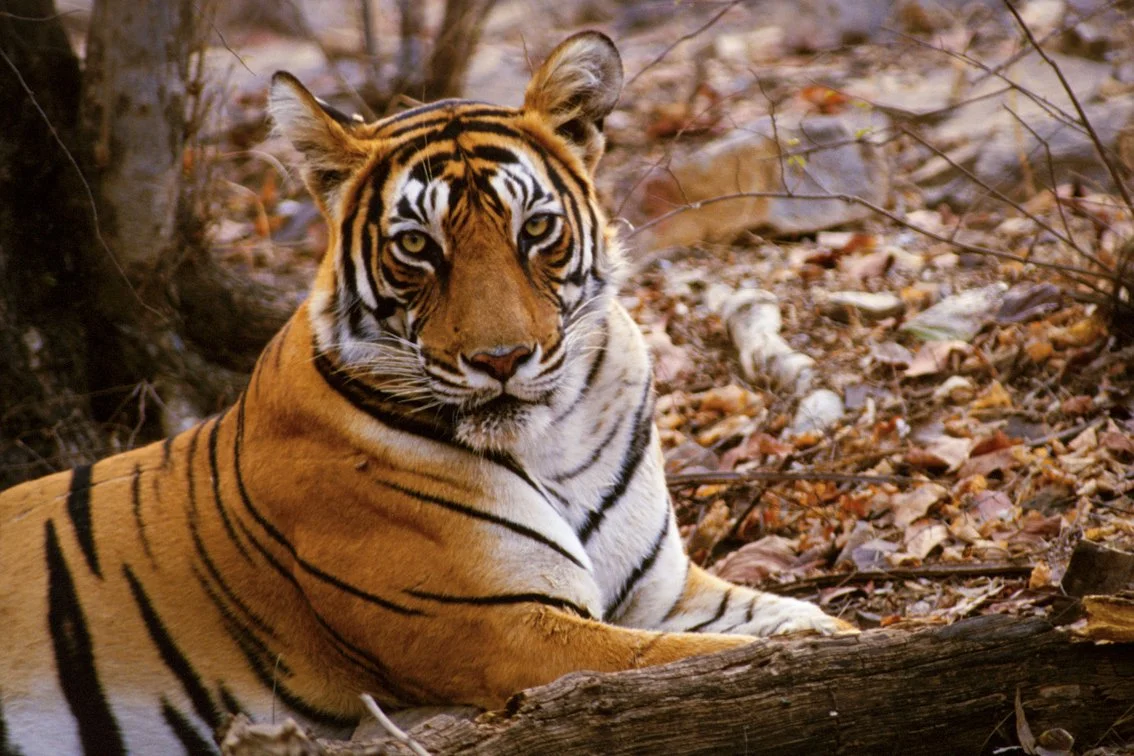 Tiger_Christian.Pearson.09.jpg