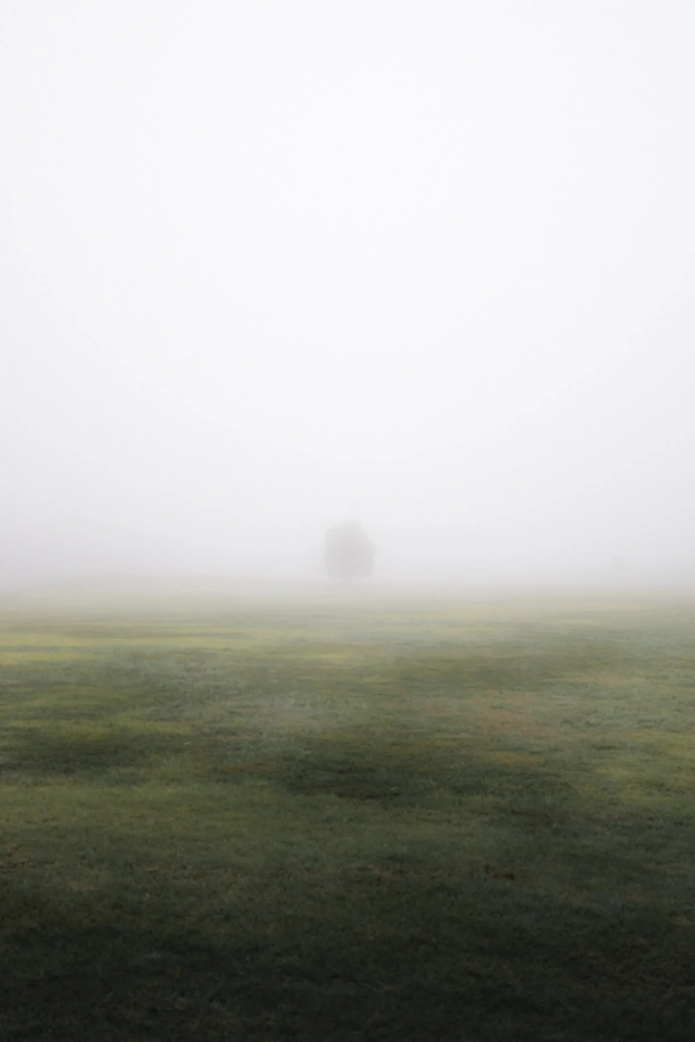 A misty landscape with a fog-covered field and a solitary tree in the distance.