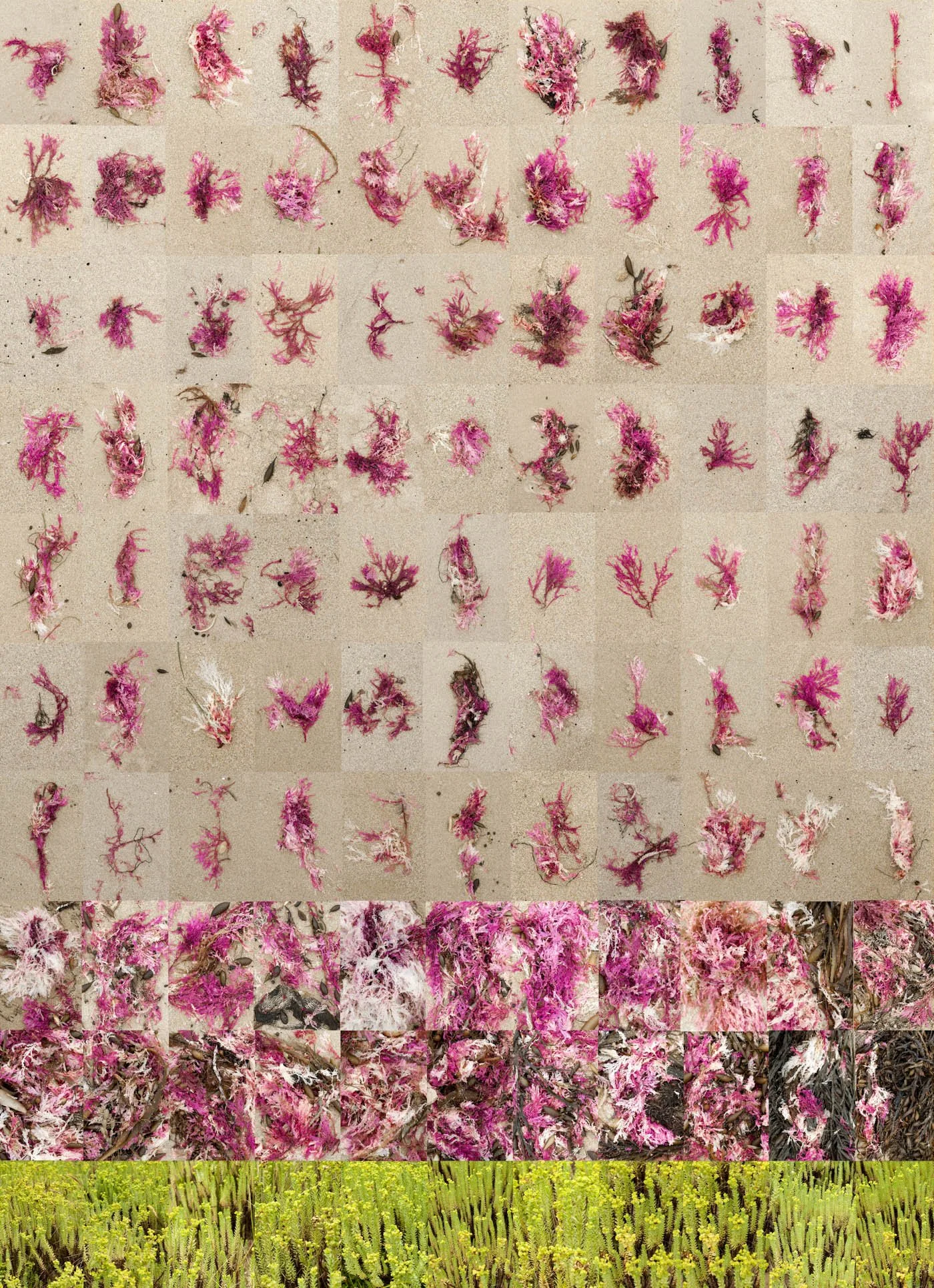 The storm washed up some colour.jpg