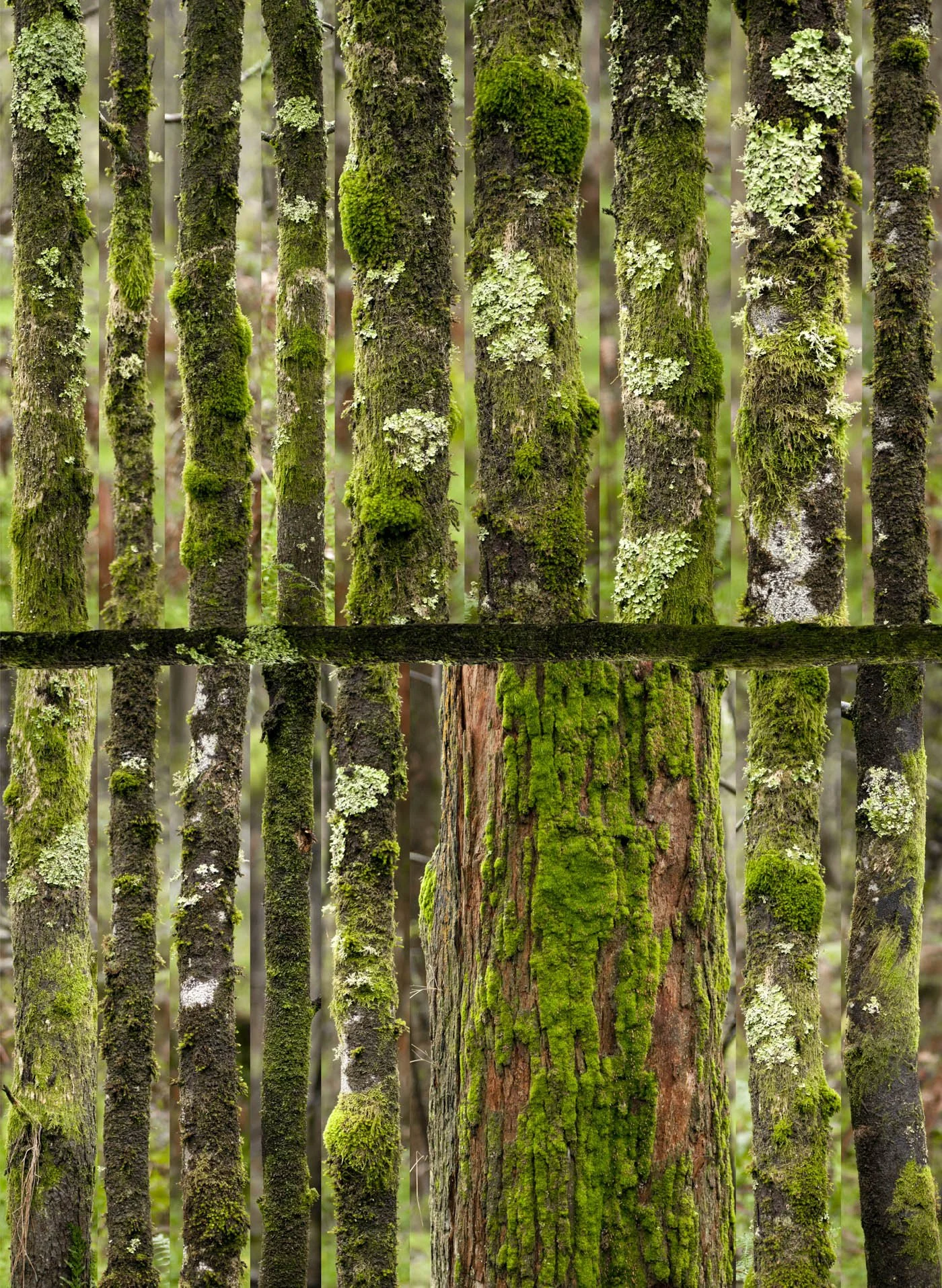 The forest keeper of secrets 2.jpg