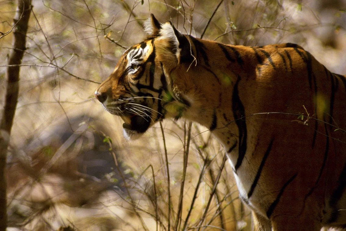 Tiger_Christian.Pearson.15.jpg
