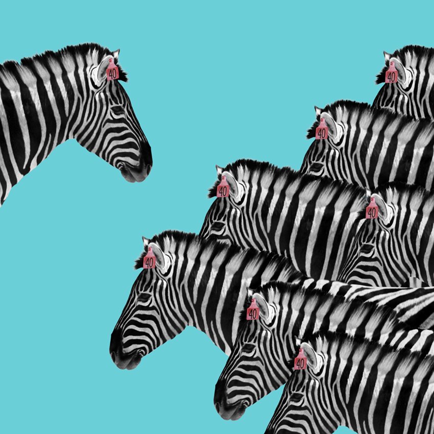 Zebra_Christian_Pearson_art.jpg