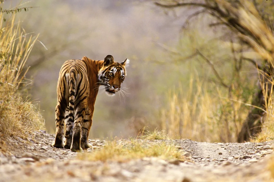 Tiger_Christian.Pearson.12.jpg