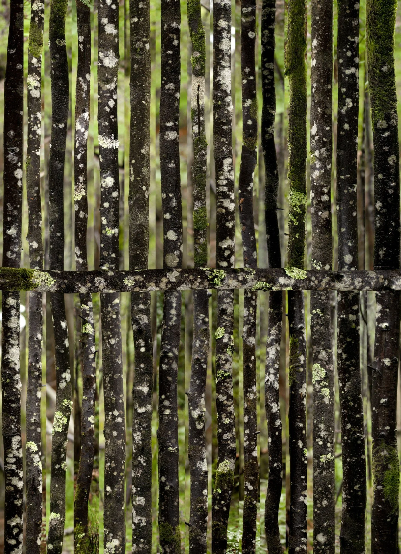 Forest keeper of secrets 1 x A1.jpg