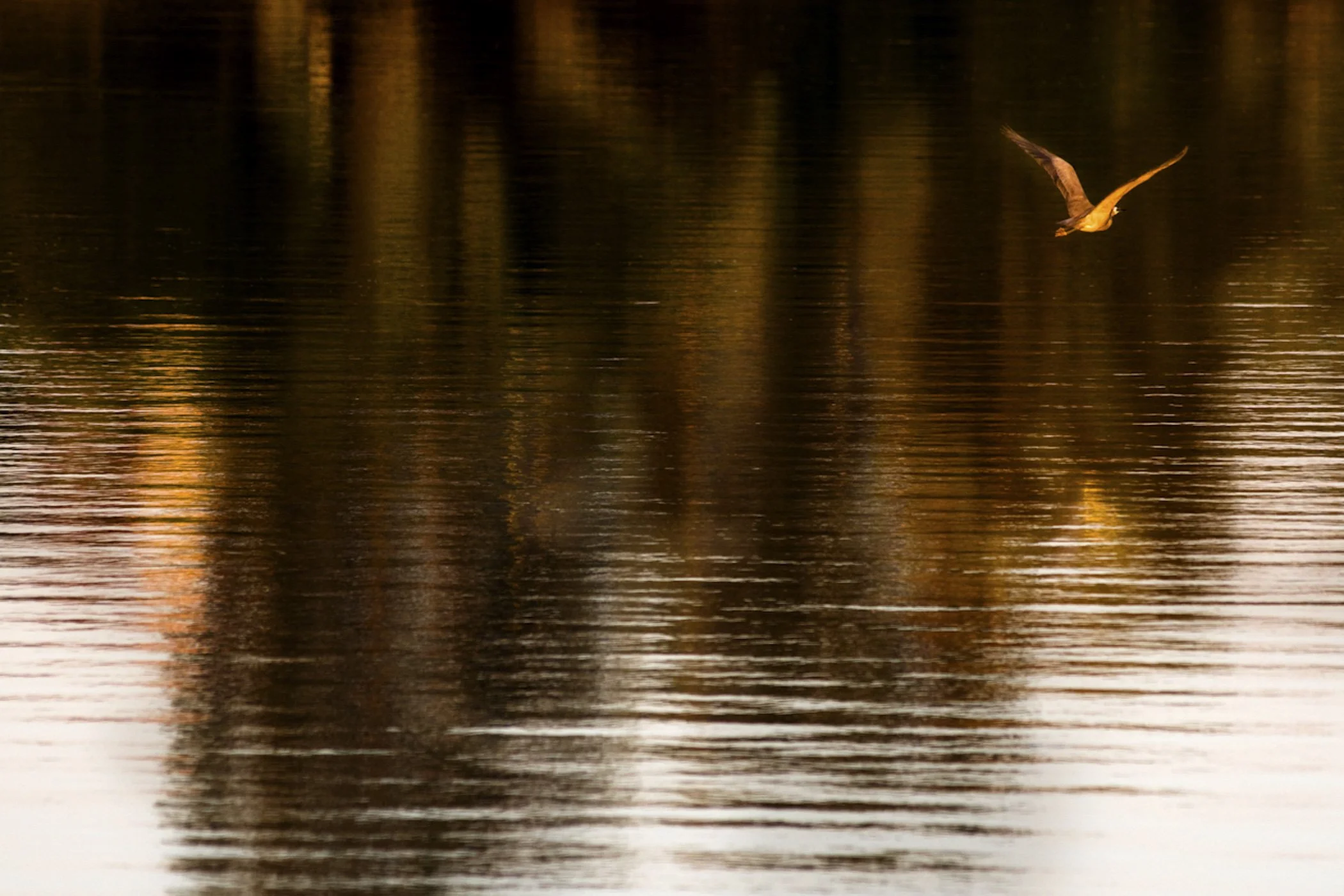A bird flying over a body of water during sunset with reflections of trees or structures on the water's surface.