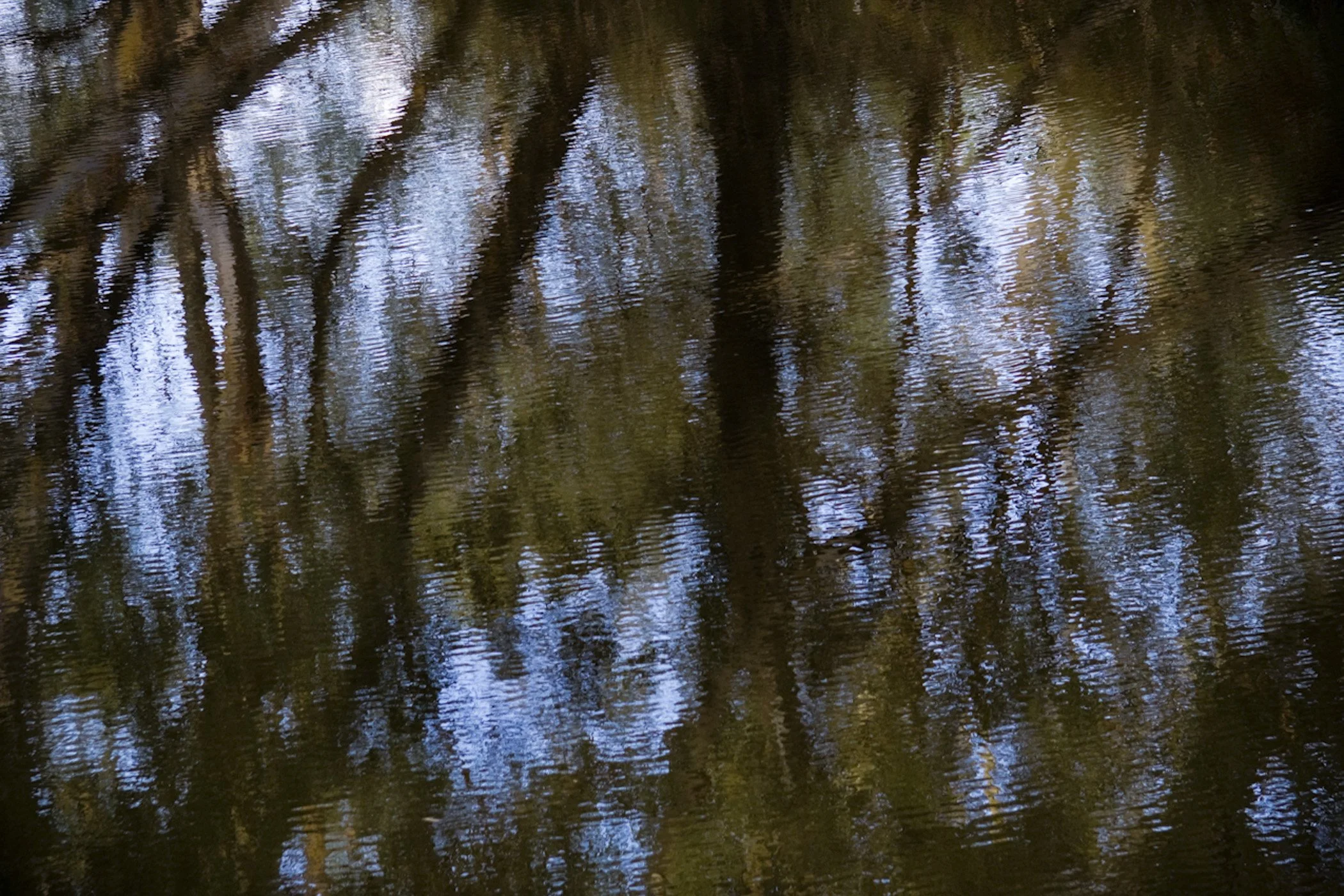 Reflection of trees and sky in a body of water, creating a mirror-like effect with ripples.