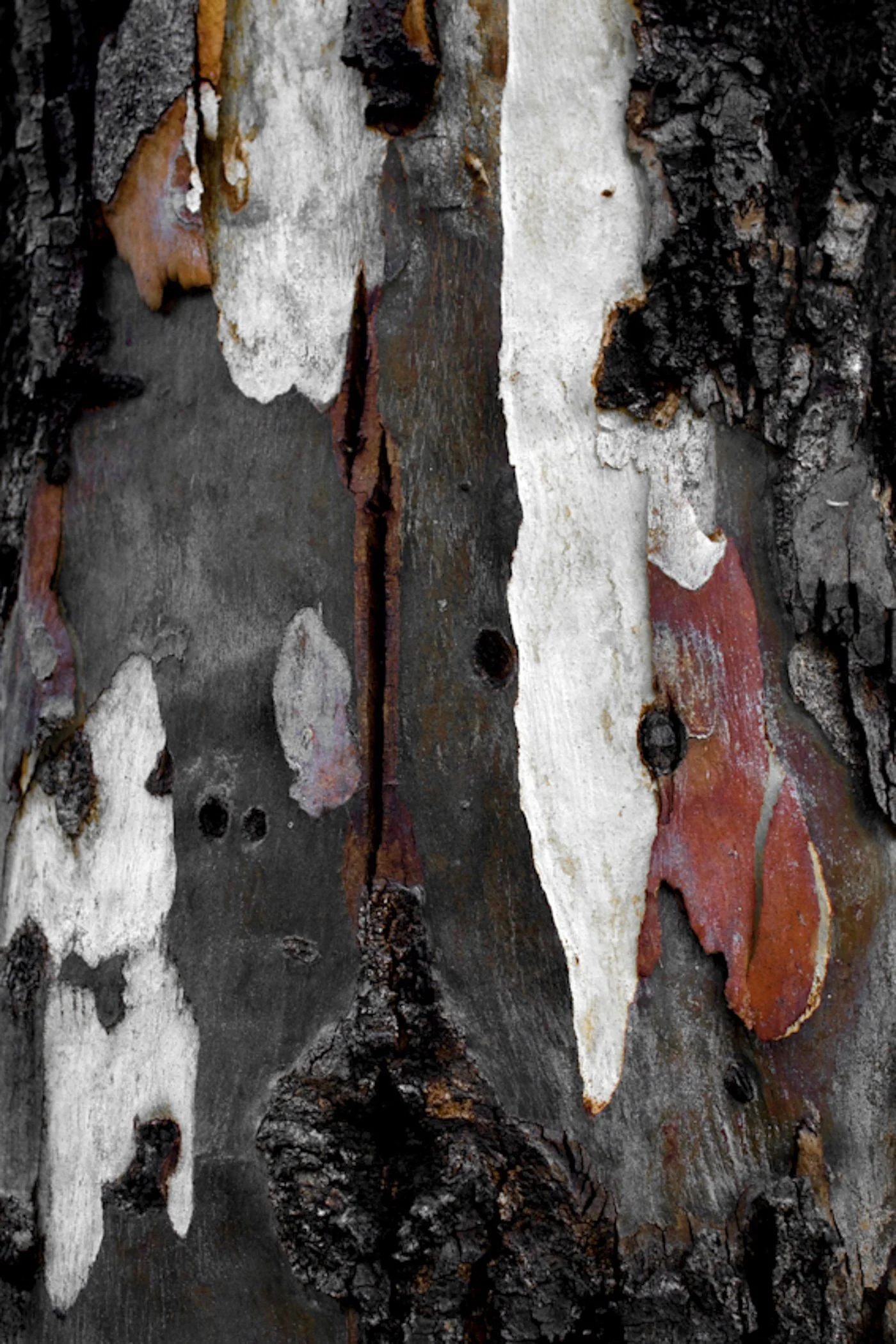 Close-up of tree bark with peeling, textured layers in black, white, gray, and reddish-brown colors.
